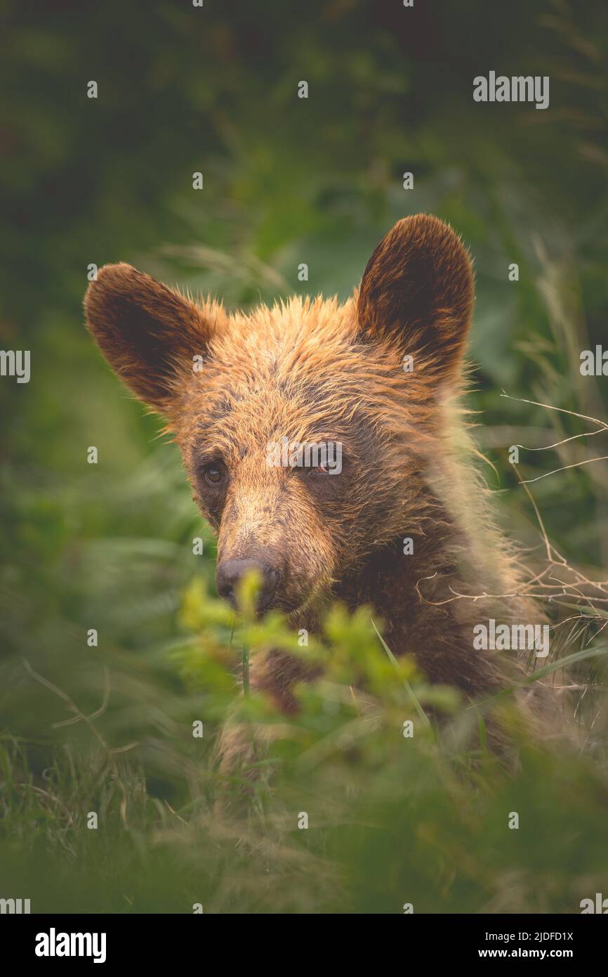 Baby american black bear hi-res stock photography and images - Alamy