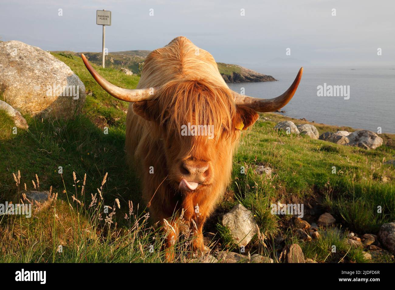 Highland cattle in Huisnis,Isle of Lewis, The Outer Hebrides, Scotland; The Highland, Scottish Gaelic: Bò Ghàidhealach; Hielan coo, Stock Photo