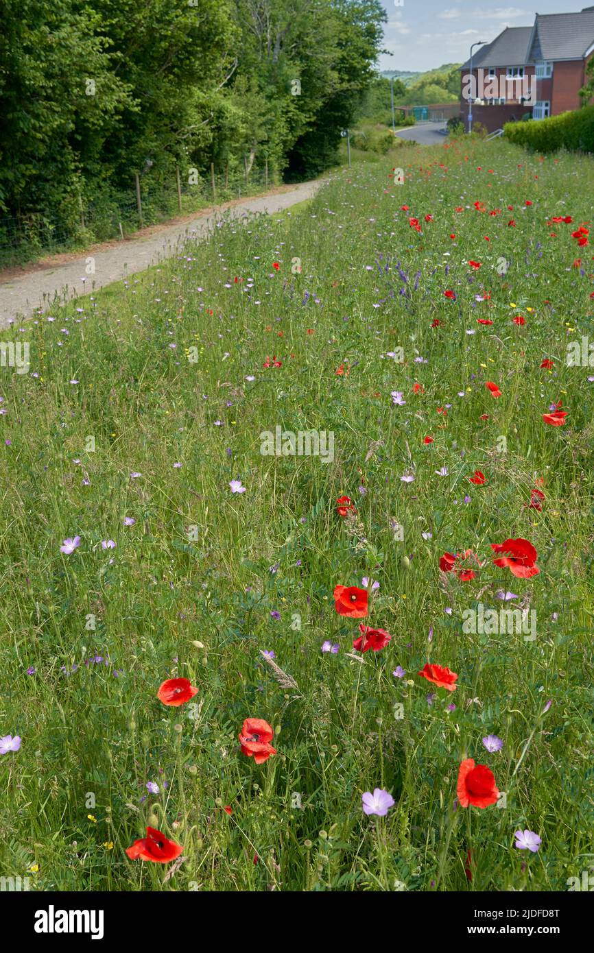 Wild flower patches next to a housing estate in Cardiff, South Wales. Stock Photo