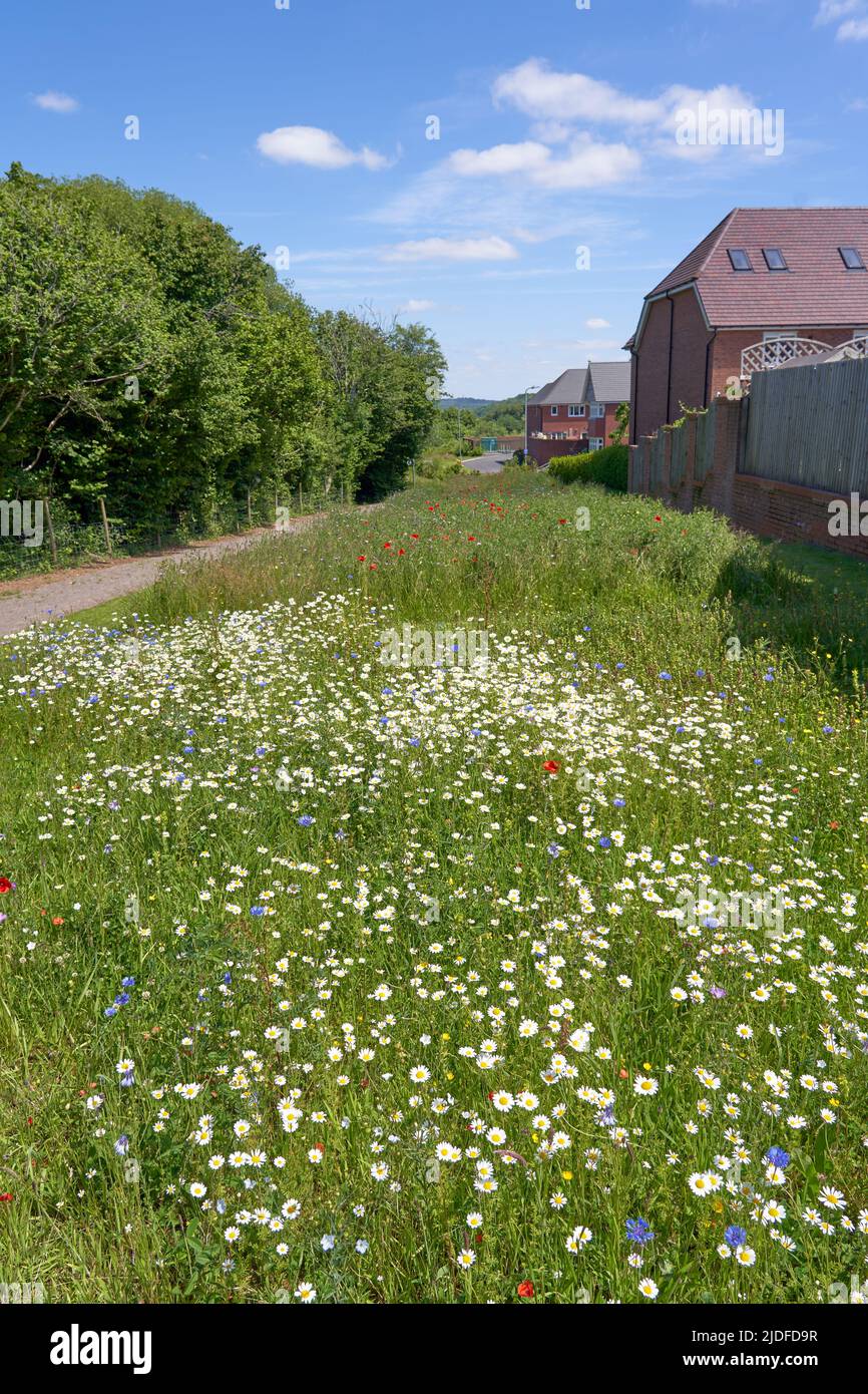 Wild flower patches next to a housing estate in Cardiff, South Wales