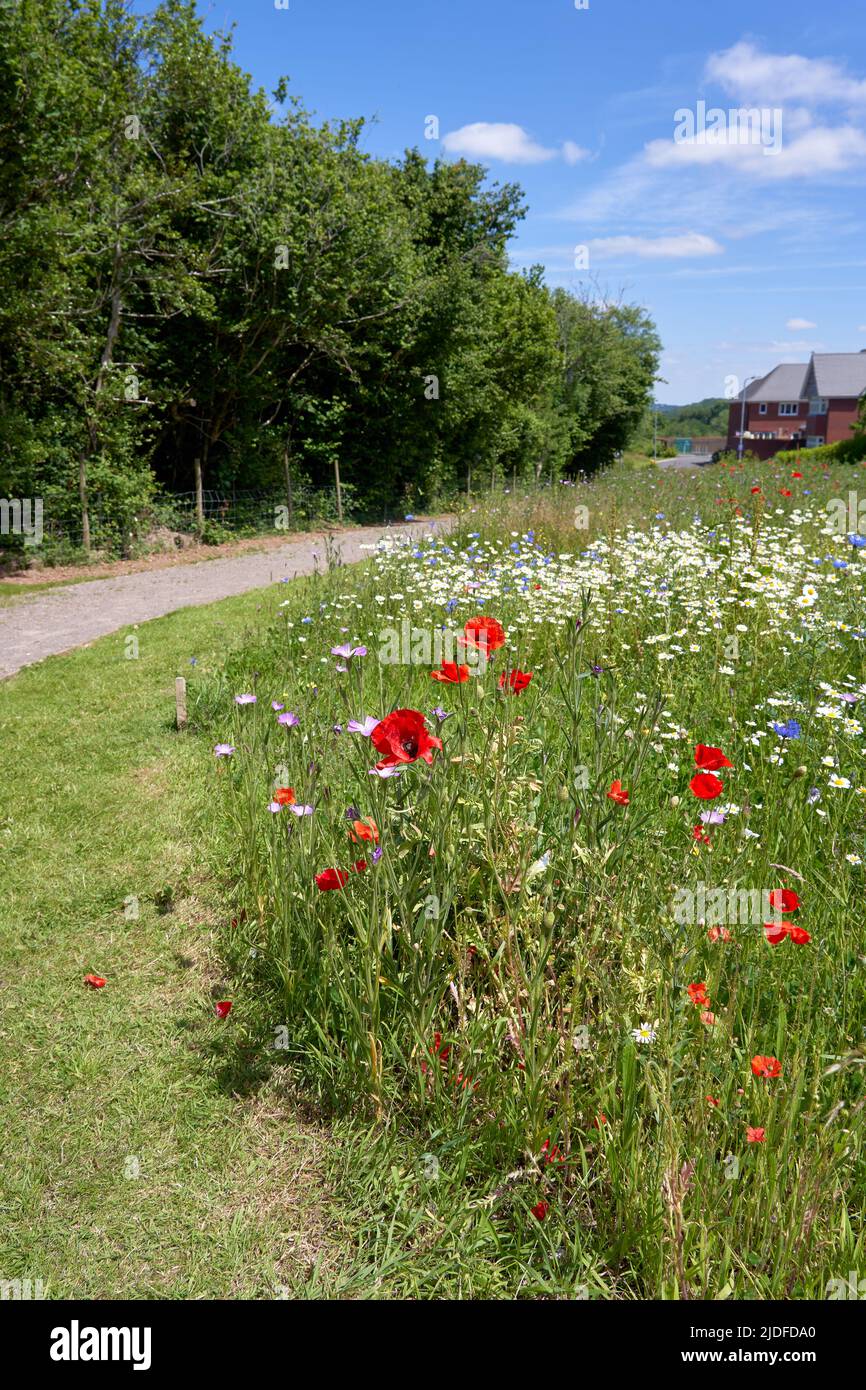 Wild flower patches next to a housing estate in Cardiff, South Wales. Stock Photo