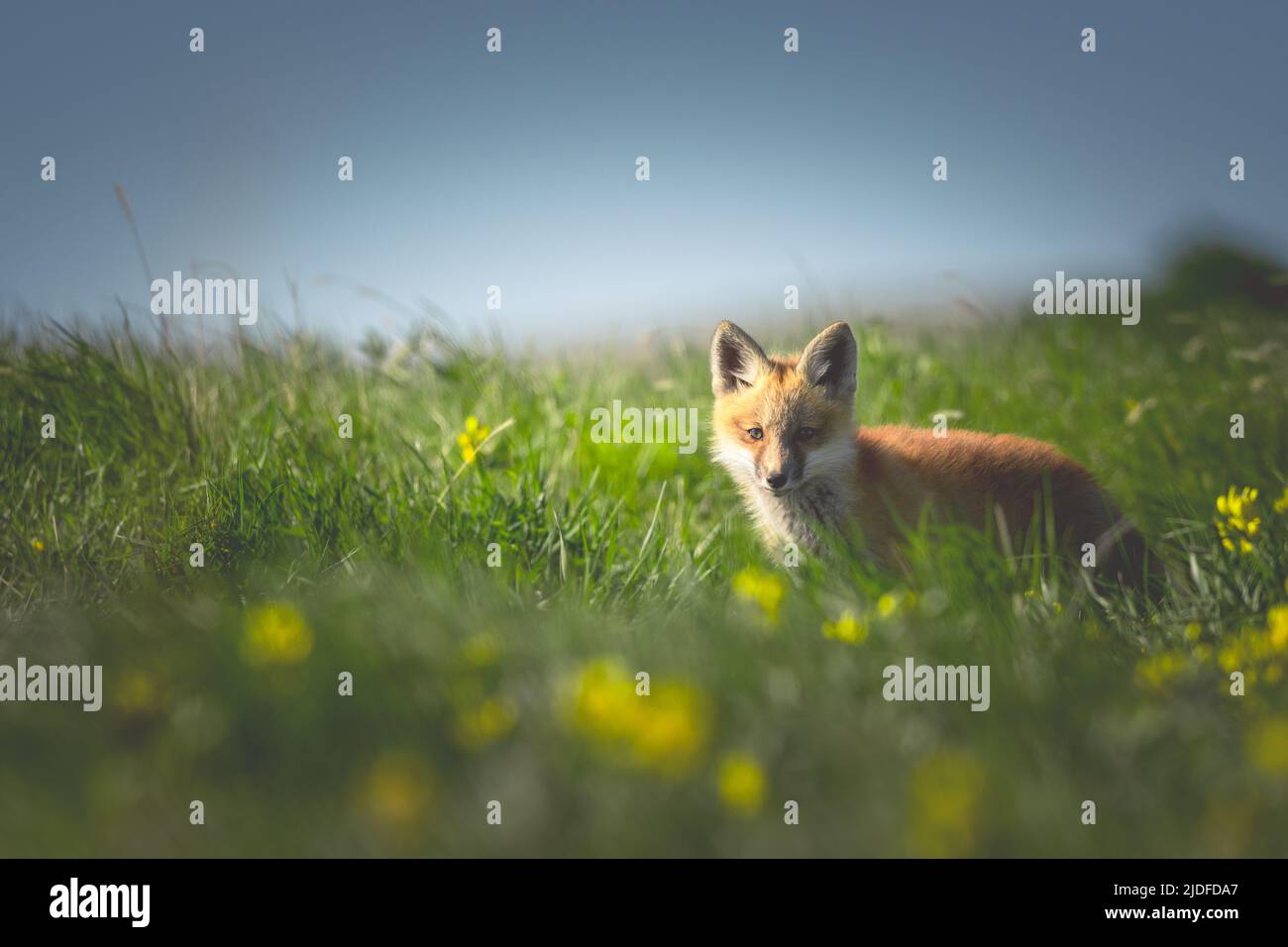Fox Kit Portrait Stock Photo