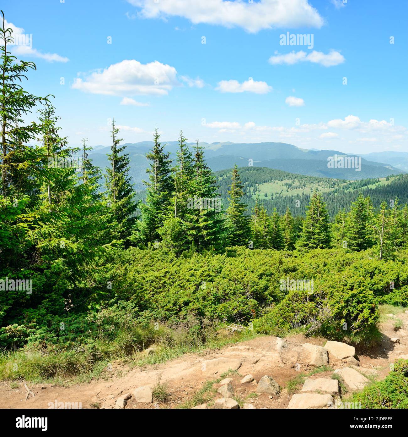 Trees hillside pine sky hi-res stock photography and images - Alamy