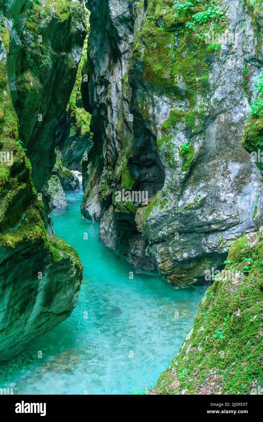 The beautifull emerald green river Soca in the middle of the triglav national park, Slovenia Stock Photo