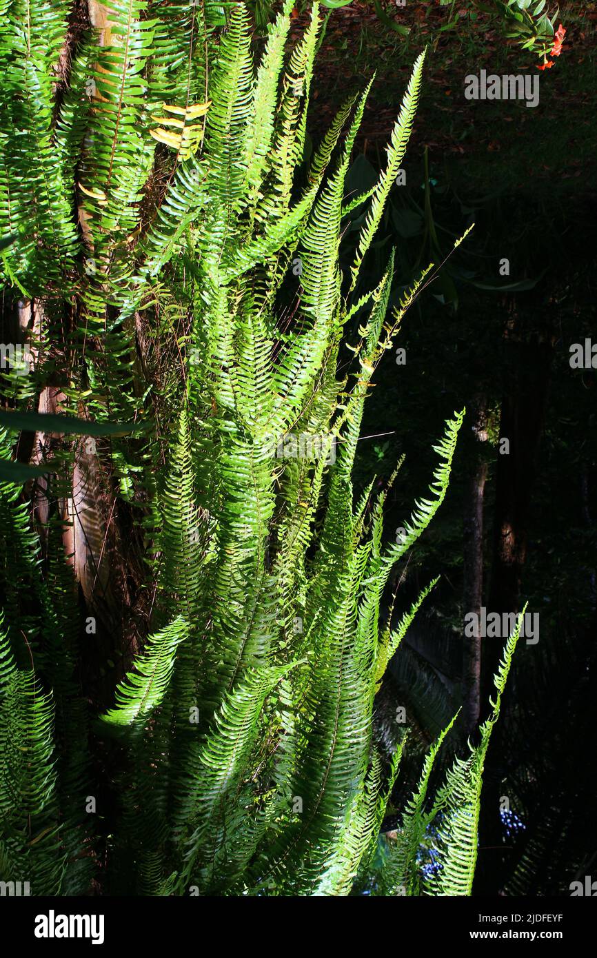 tropical bright green ferns growing on the trunk of a cohune palm (Attalea cohune) Stock Photo