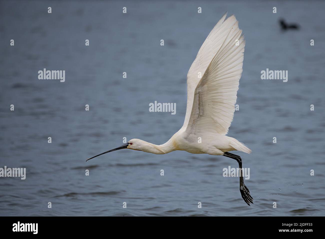 Spatule blanche dans la baie de Somme, vie sauvage dans la baie, nature Stock Photo