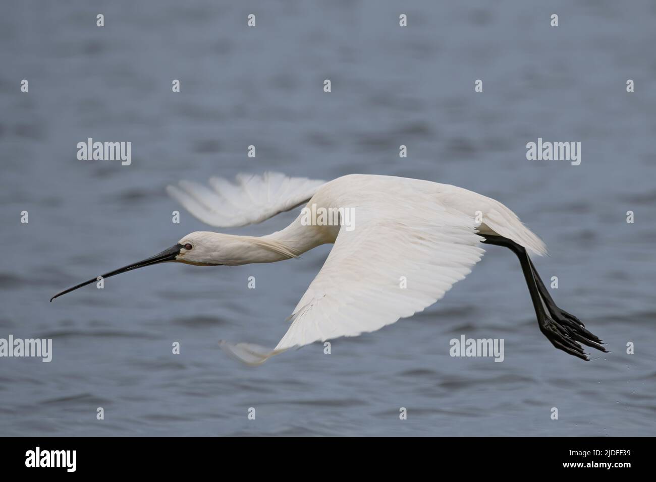 Spatule blanche dans la baie de Somme, vie sauvage dans la baie, nature Stock Photo