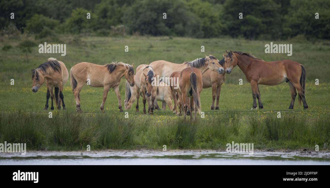 Chevaux Henson dans la baie de Somme Stock Photo