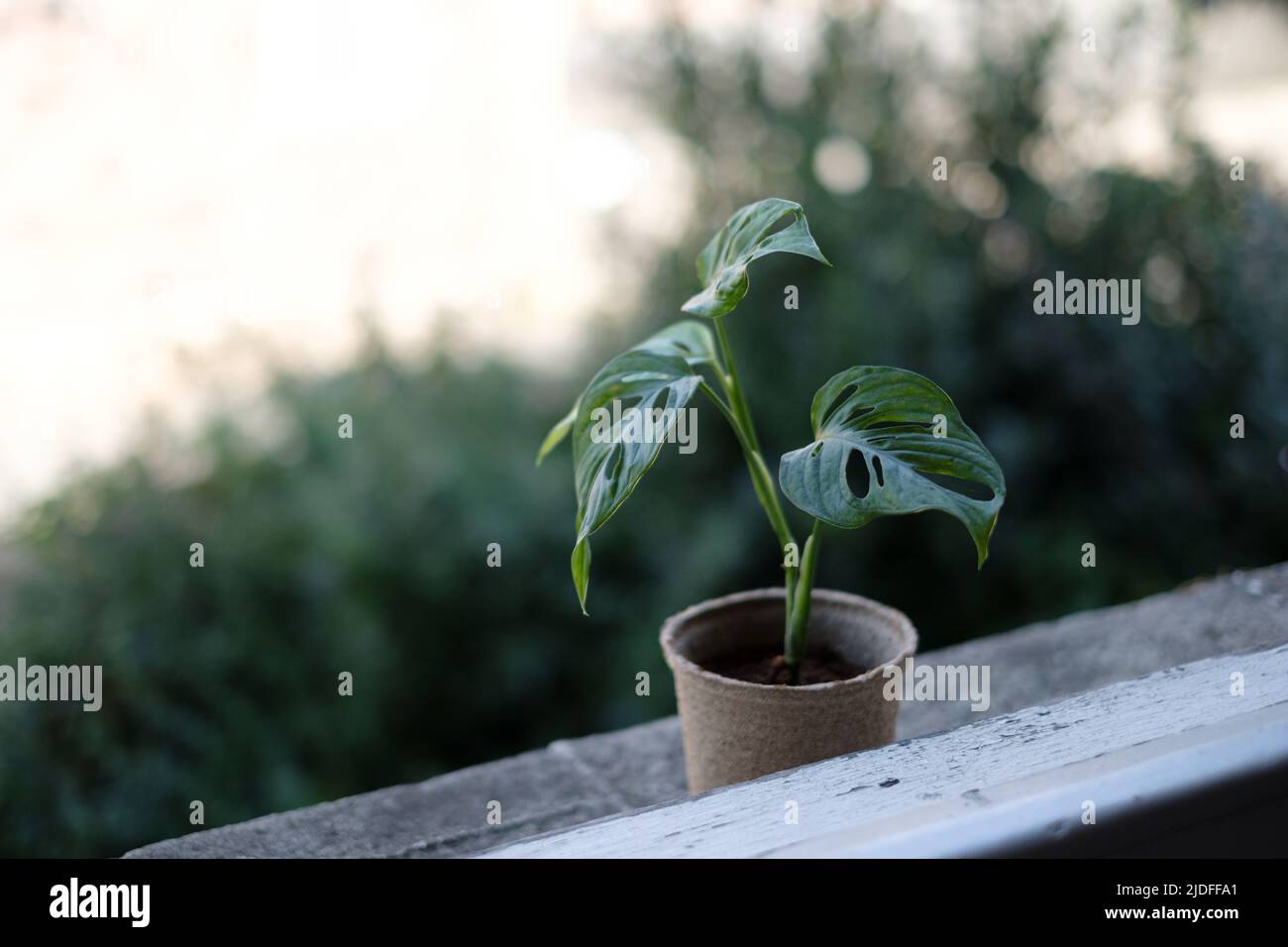 Monkey Leaf Monstera (Monstera Adansonii) young house plant seedling