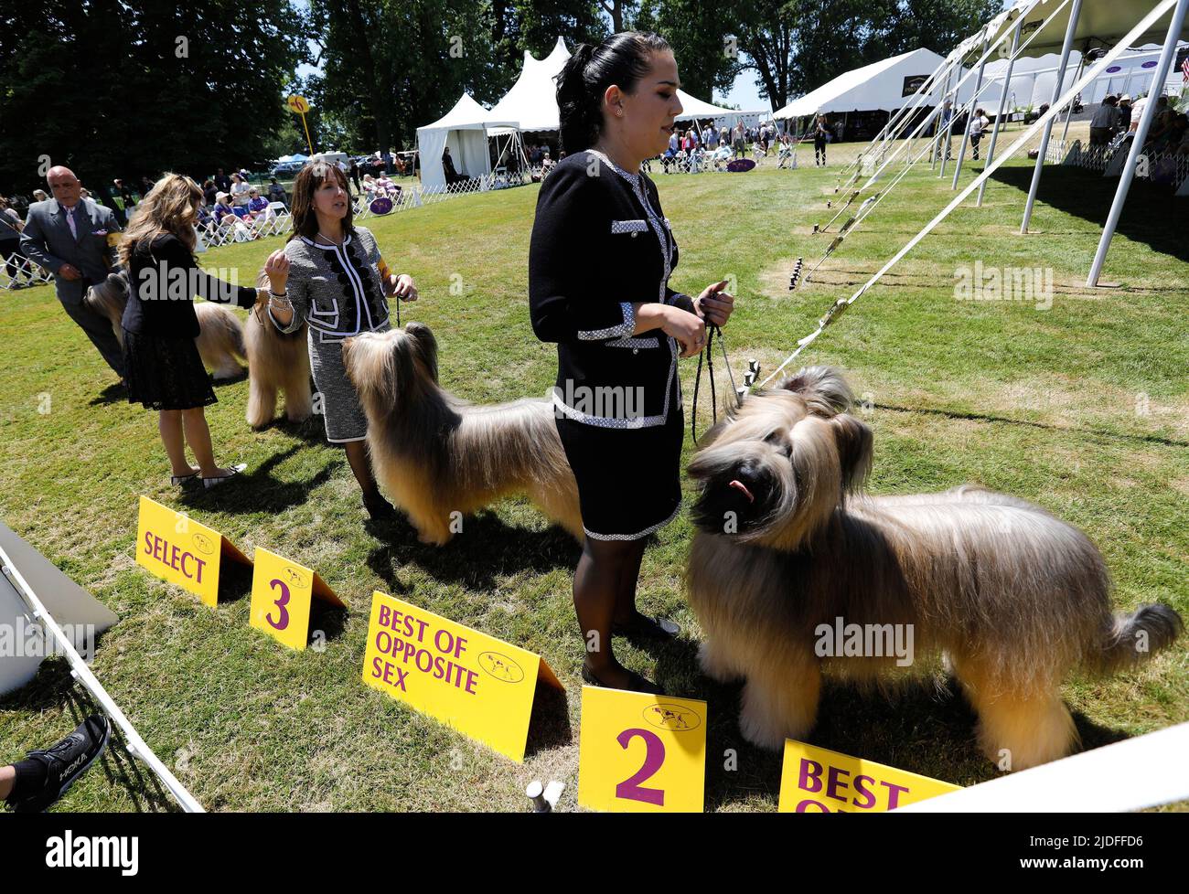 New York, United States. 20th June, 2022. Briard dogs queue up for