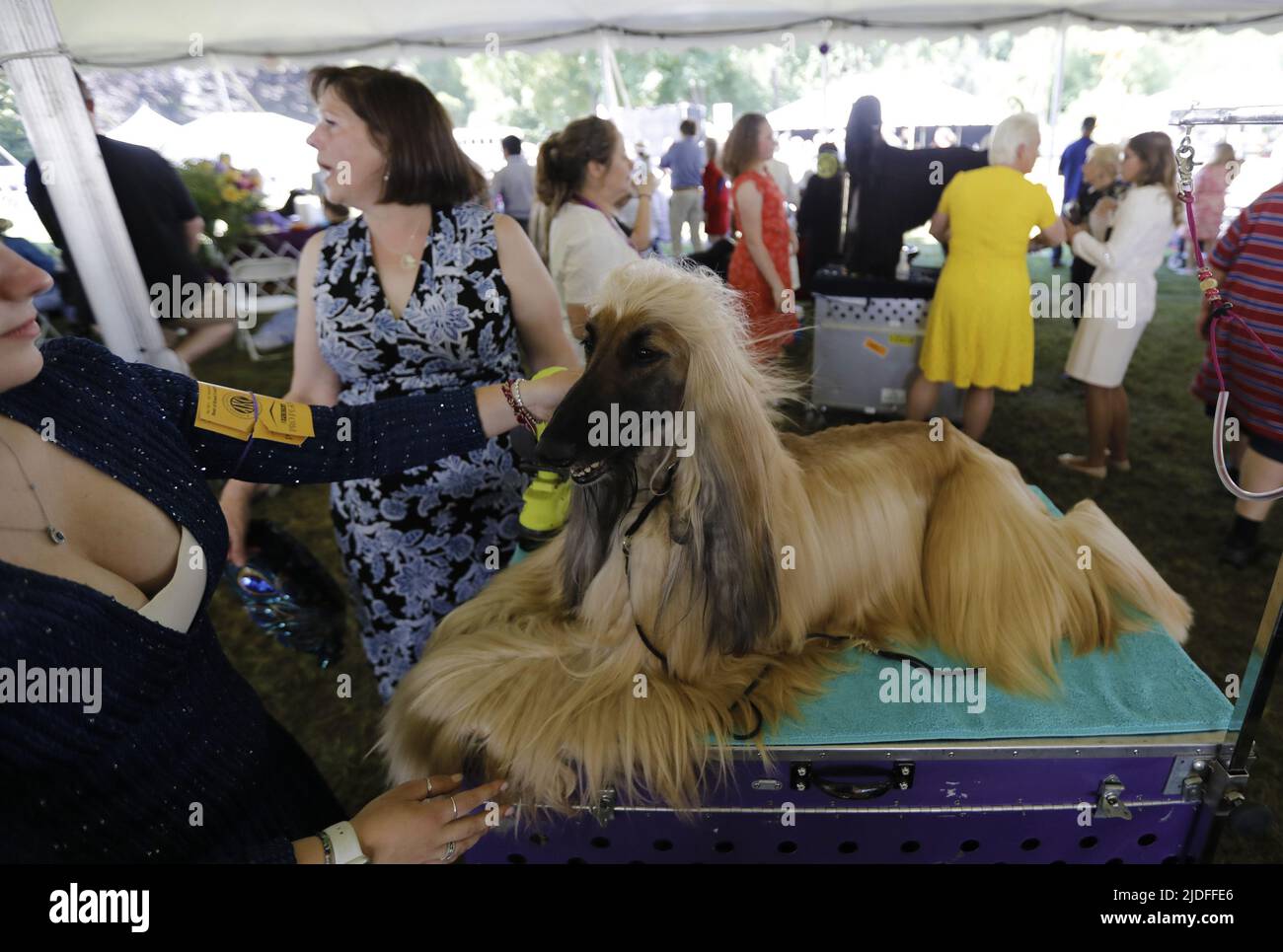 New York, United States. 20th June, 2022. Caspian an Afghan Hound gets