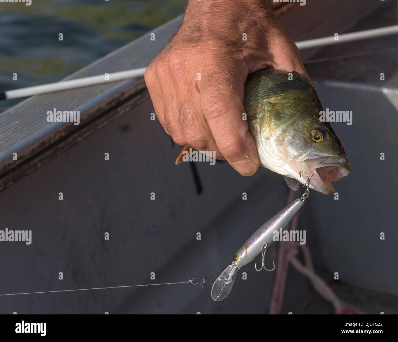 Fished fish perch in the anglers hand on the shore Stock Photo