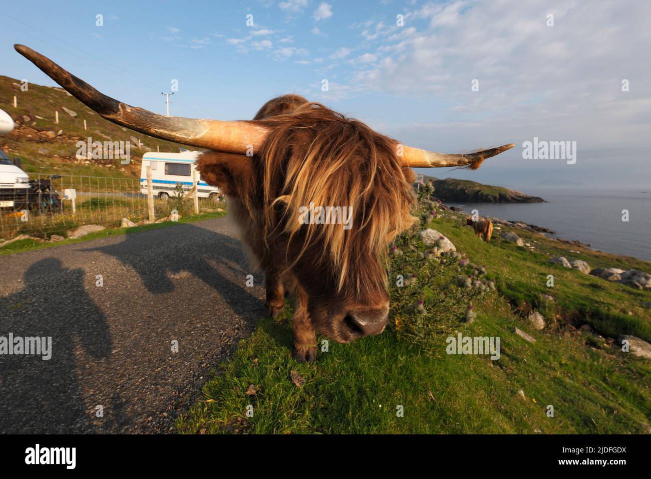 Highland cattle launching a mock attack, Huisnis, Isle of Lewis, The Outer Hebrides, Scotland; The Highland, Scottish Gaelic: Bò Ghàidhealach; Hielan Stock Photo