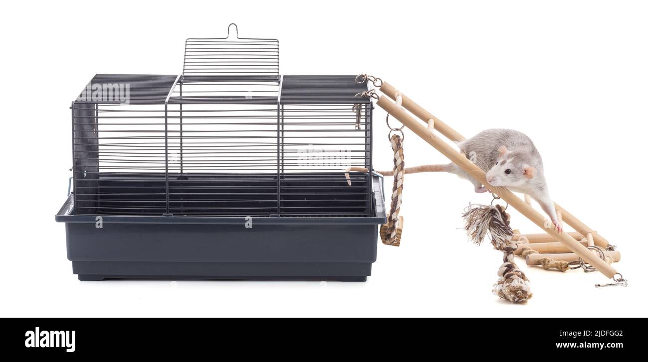 Cute bicolor rat with a cage on white background Stock Photo