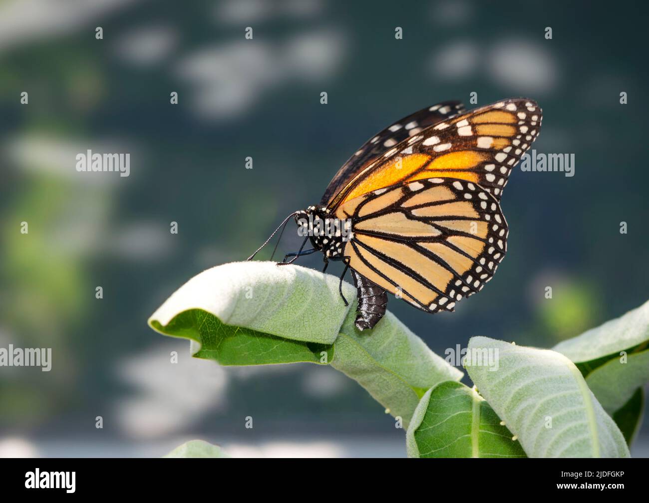 Side view of a female monarch butterfly (danaus plexippus) laying eggs on milkweed (asclepias) leaves. Stock Photo