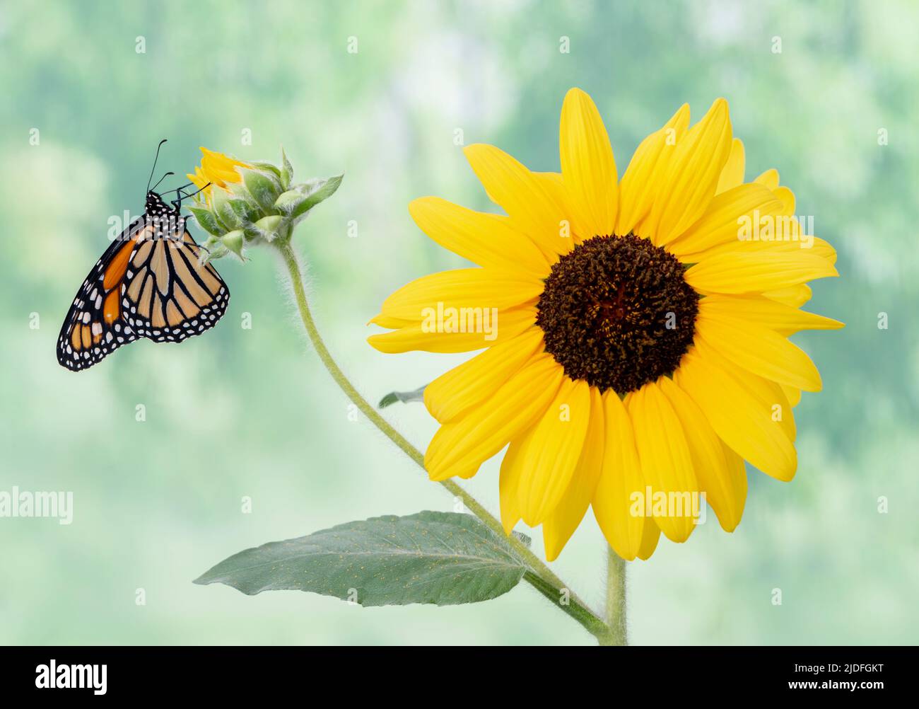 A monarch butterfly (danaus plexippus) feeding on a bright yellow ...