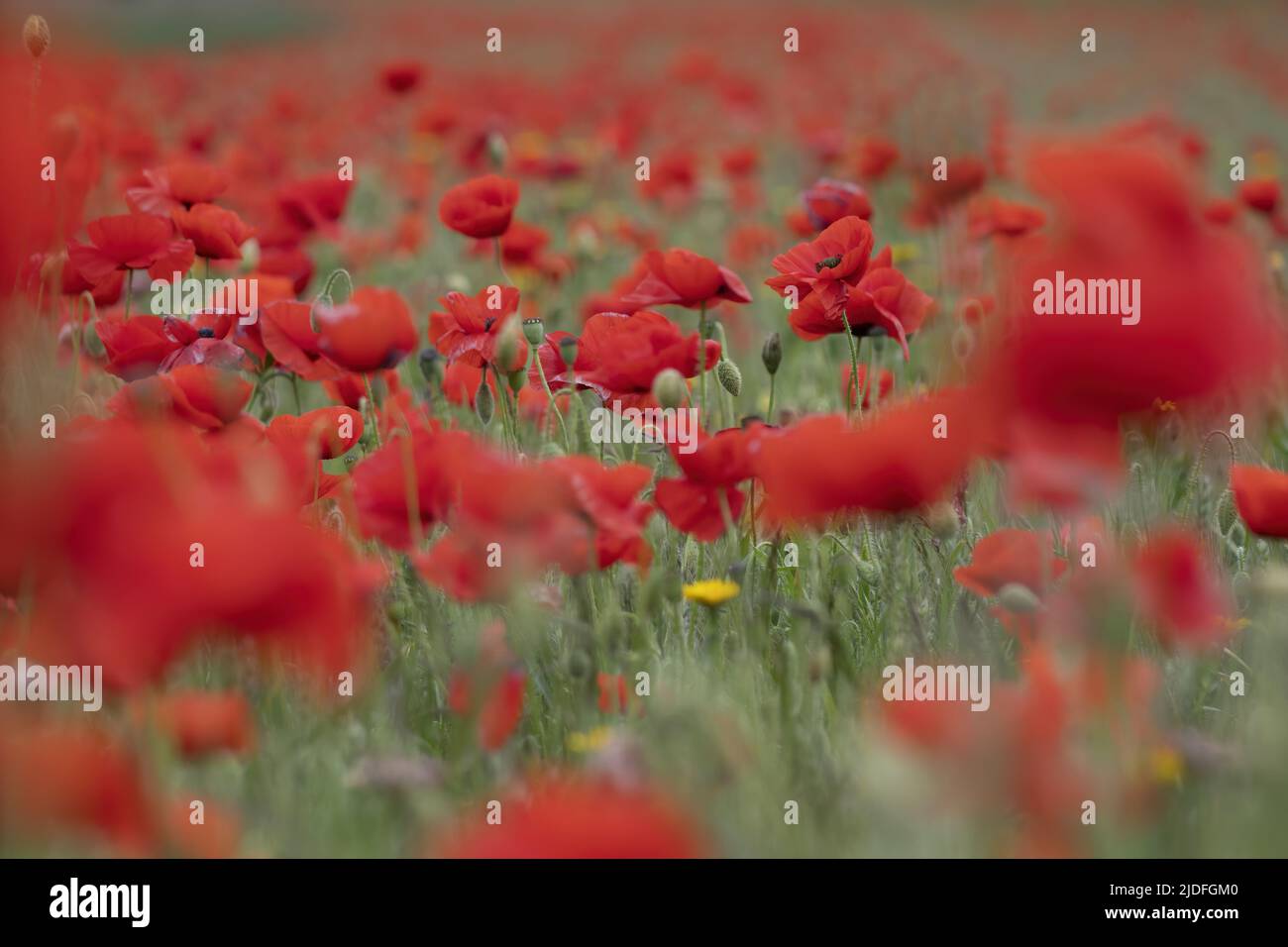 Coquelicots dans la baie de Somme Stock Photo