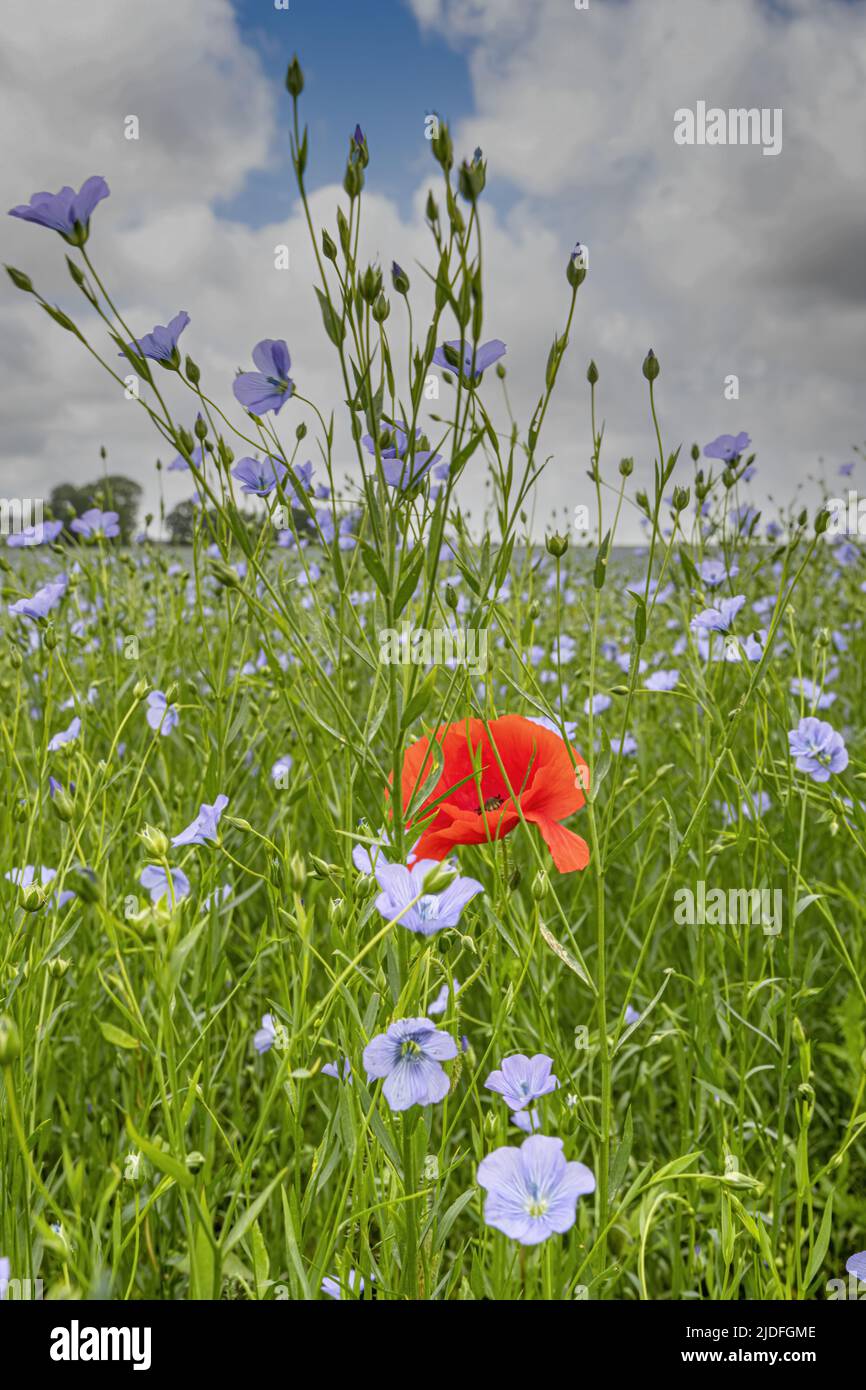 Coquelicots dans la baie de Somme Stock Photo