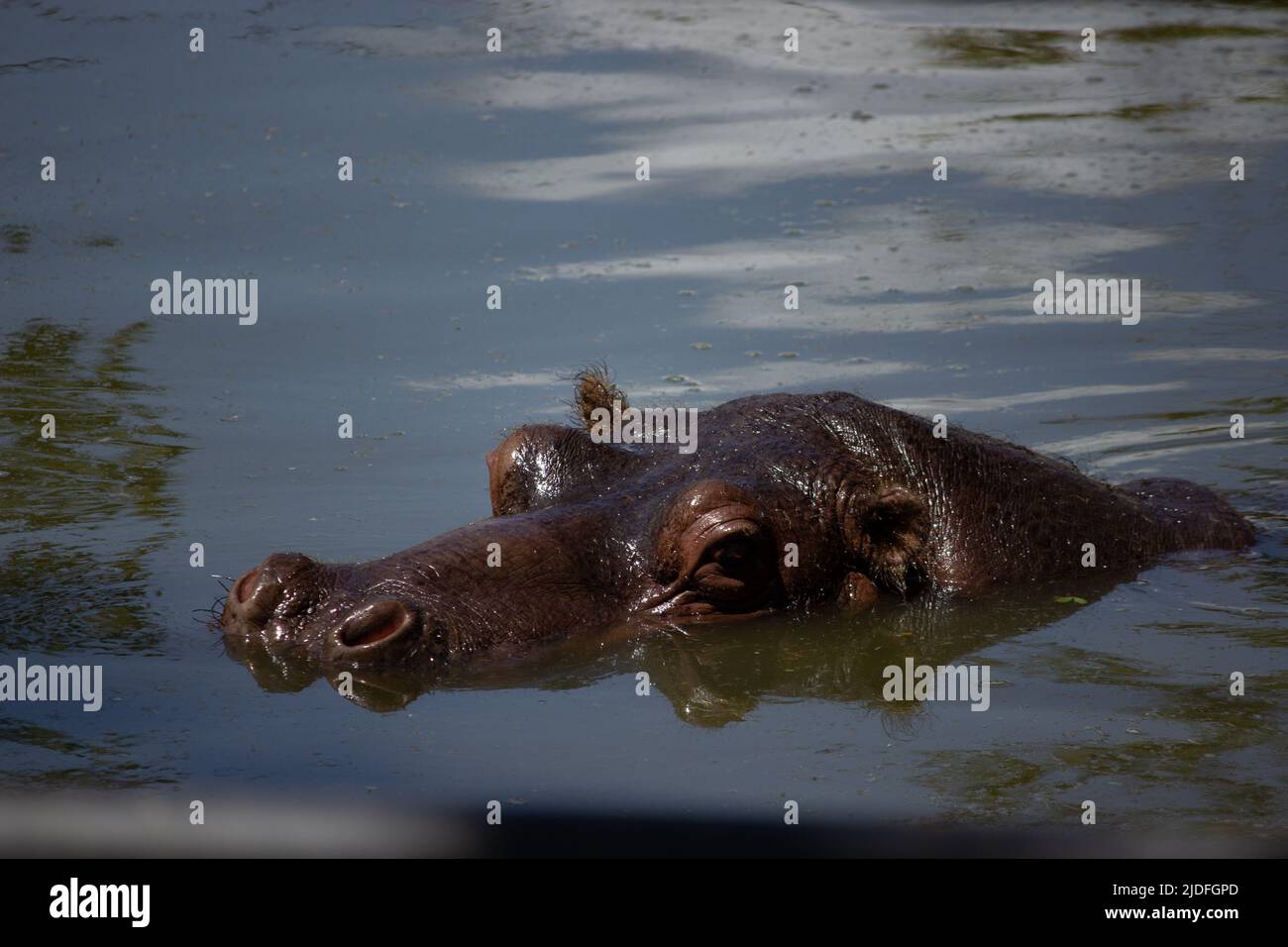 crocodile in water Stock Photo