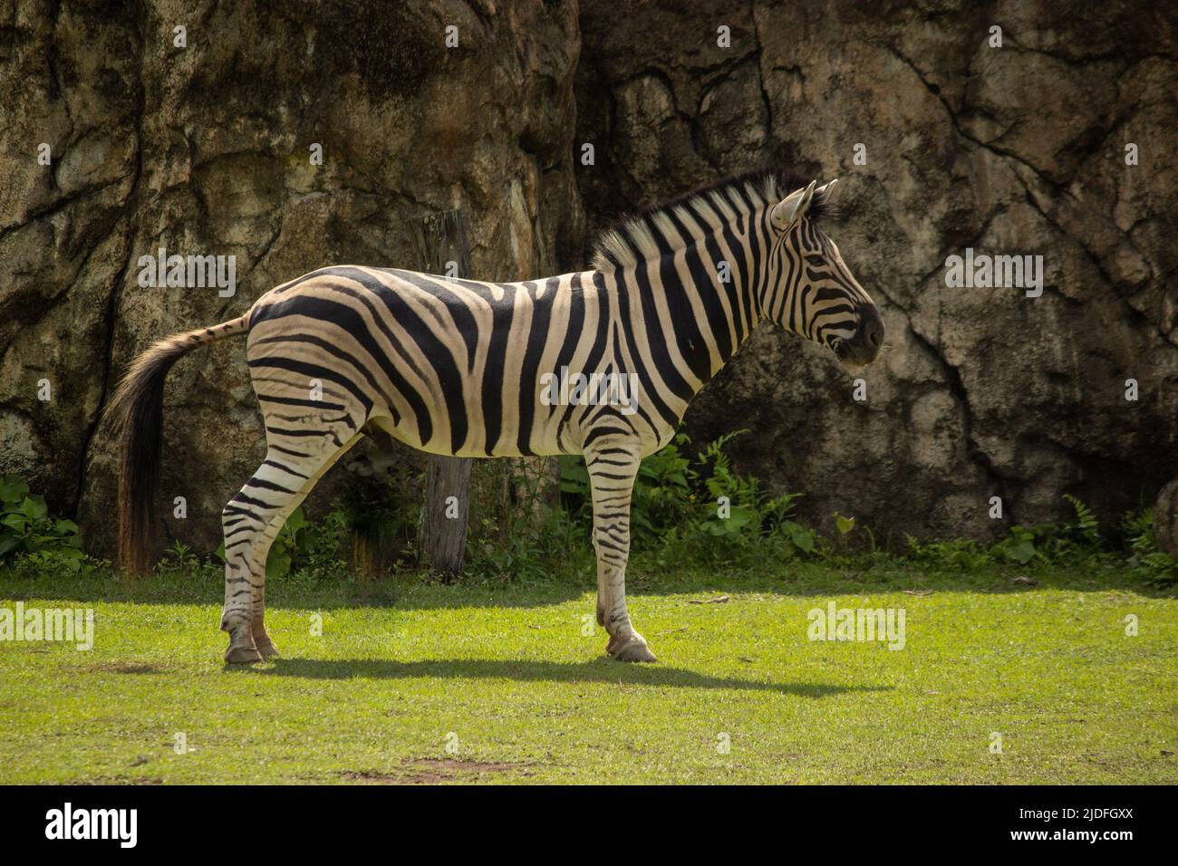 zebra in jungle Stock Photo - Alamy