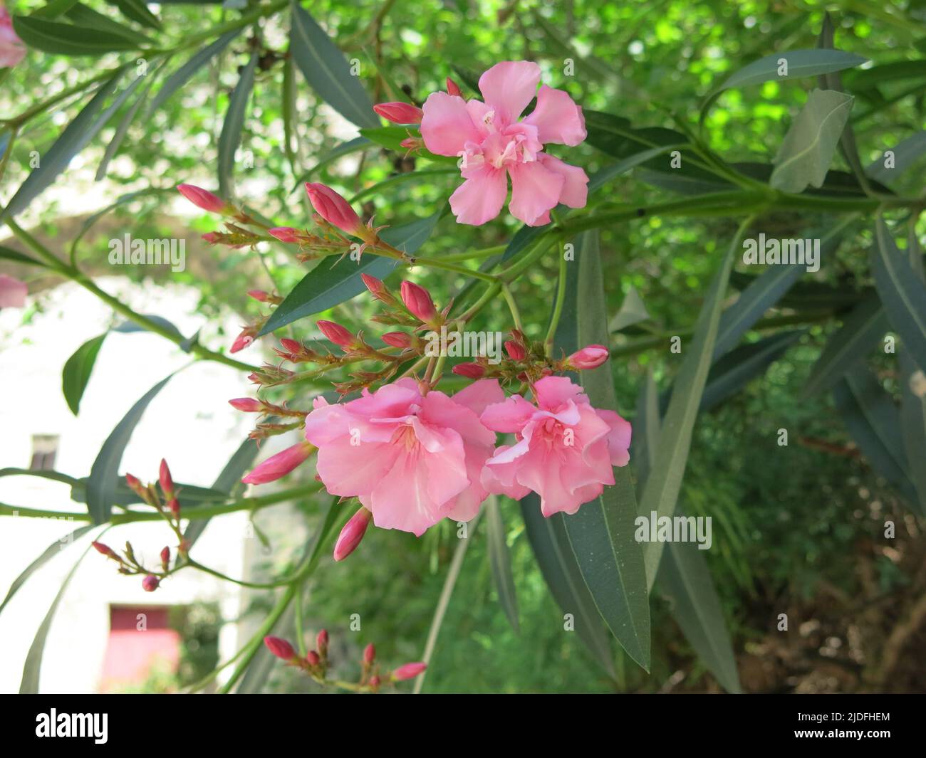 Close-up of a cluster of bright pink flowers and new shoots on the Oleander tree; growing in the southern French city of Viviers. Stock Photo