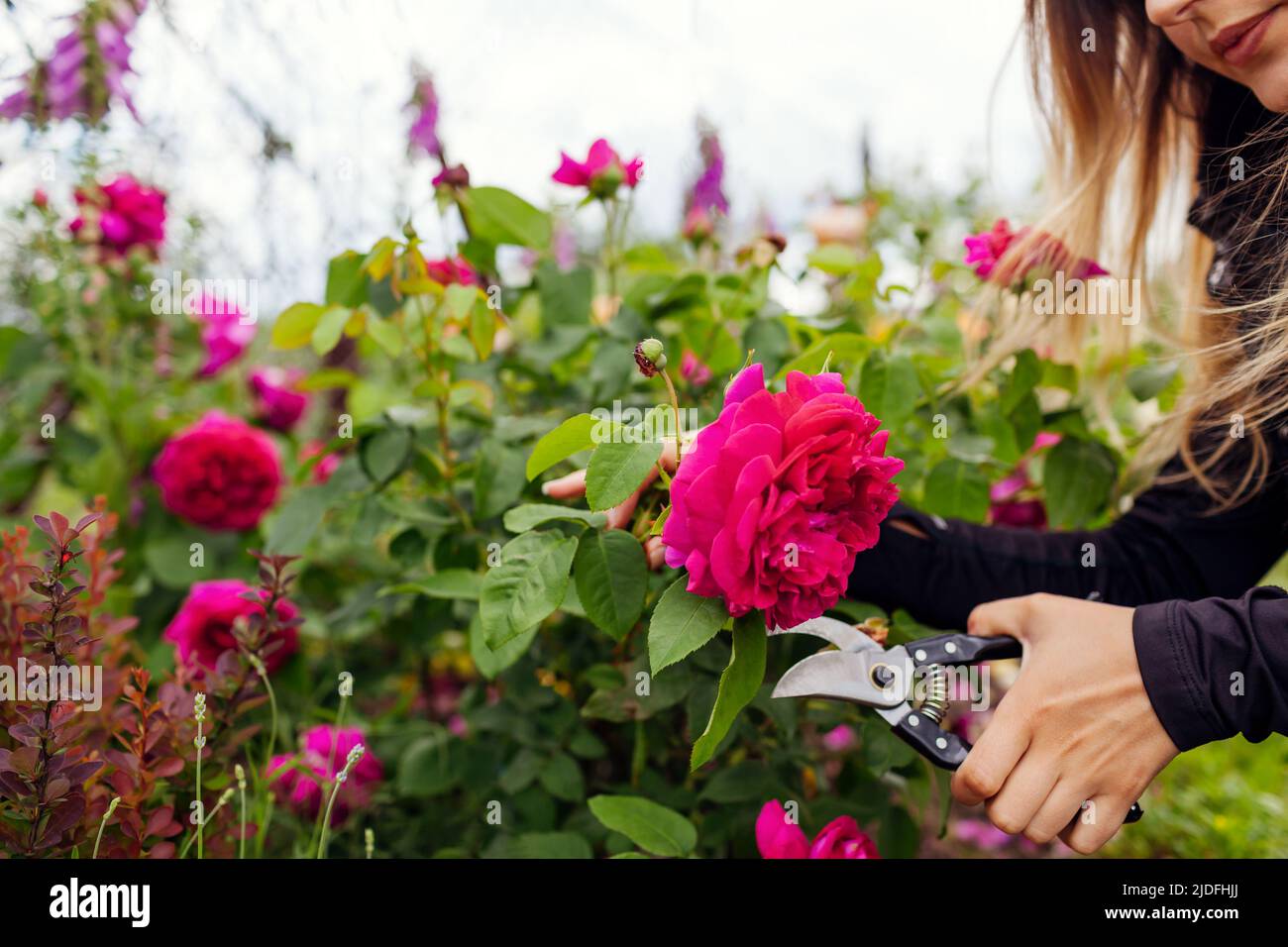 Woman cutting blooming rose flowers in summer garden. Gardener using pruner. William Shakespeare english rose by Austin Stock Photo