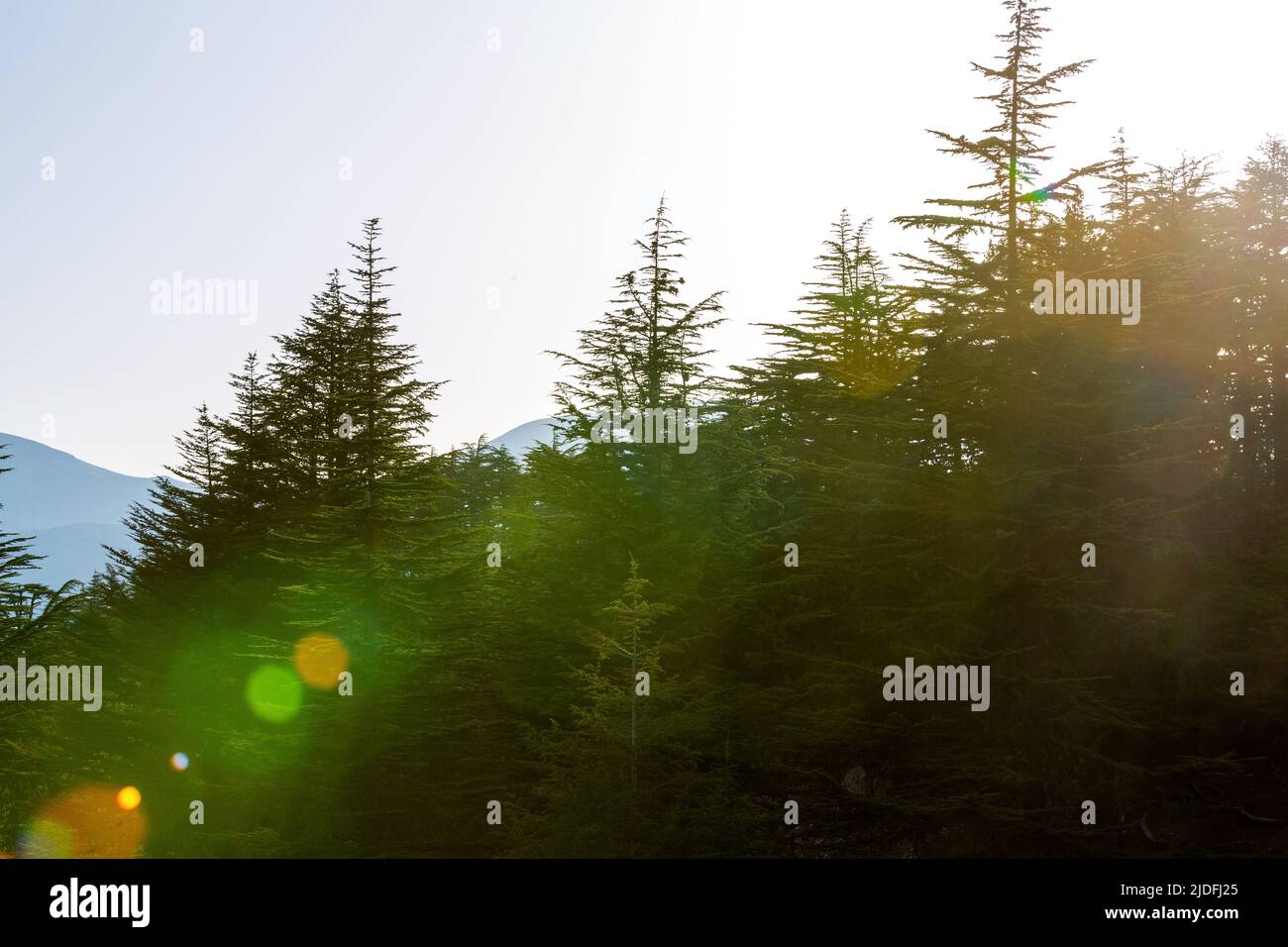Ray light passing through trees hi-res stock photography and images - Alamy