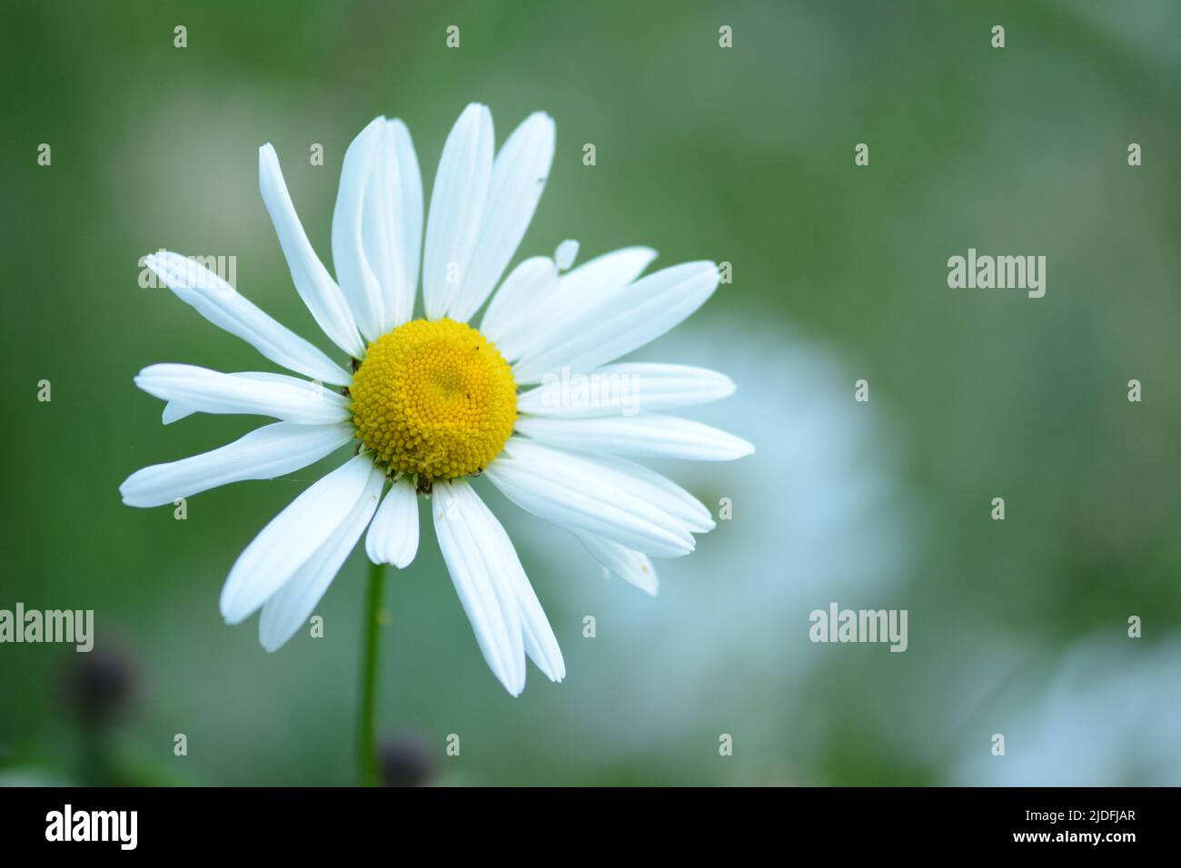 Closeup of white daisy in shade, irregular shape petals, soft focus natural green background, white flower with yellow centre Stock Photo