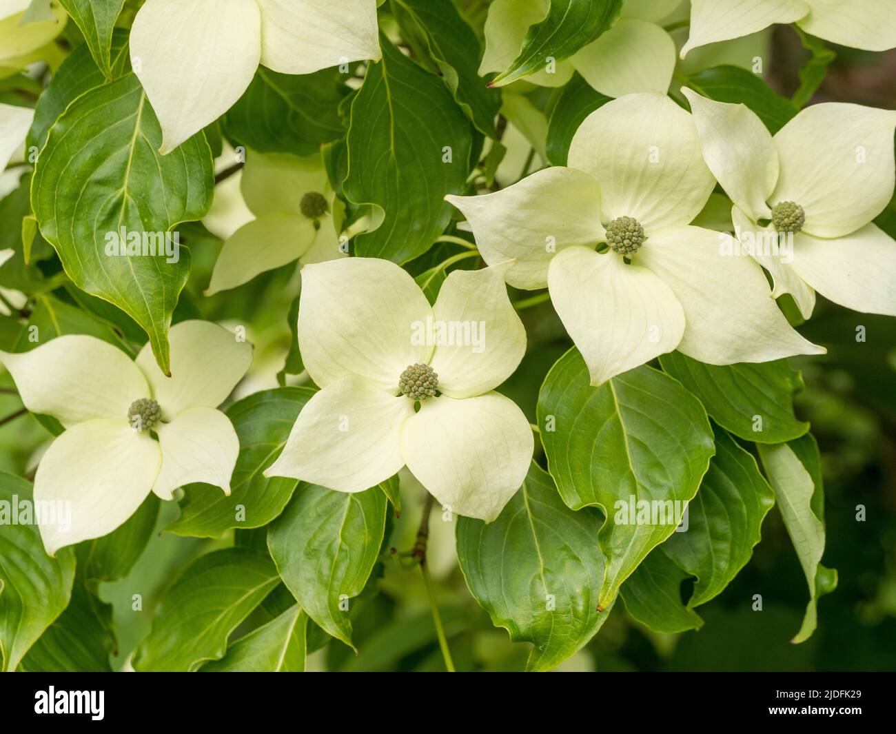 creamy-white-bracts-of-cornus-capitata-also-know-as-himalayan-evergreen