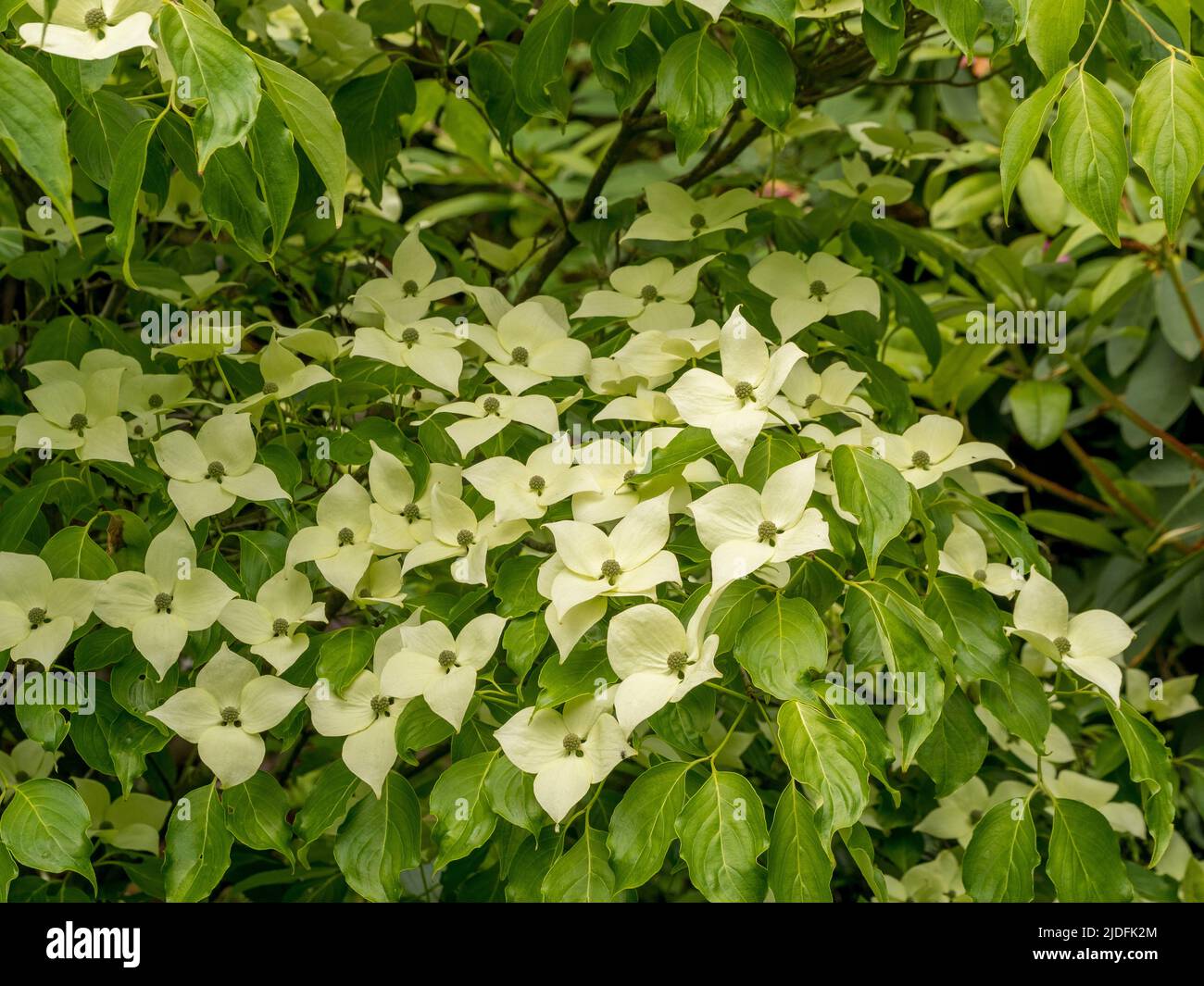 Creamy white bracts of Cornus capitata also know as Himalayan evergreen dogwood. Stock Photo
