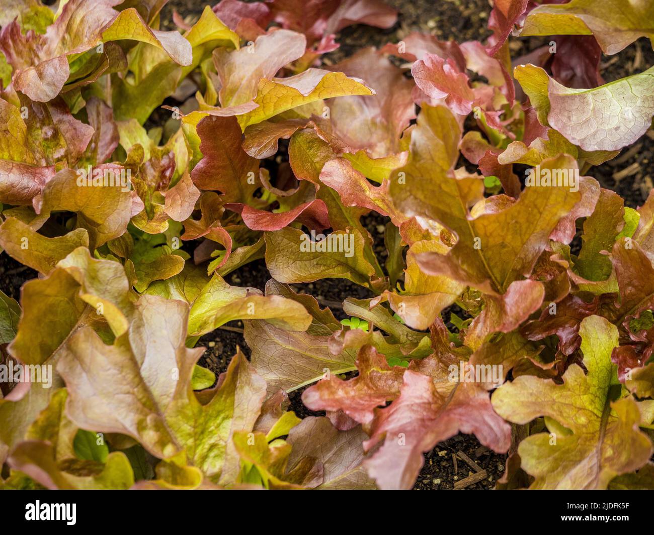 Young Lolla Rossa lettuce leaves growing in a UK garden. Stock Photo