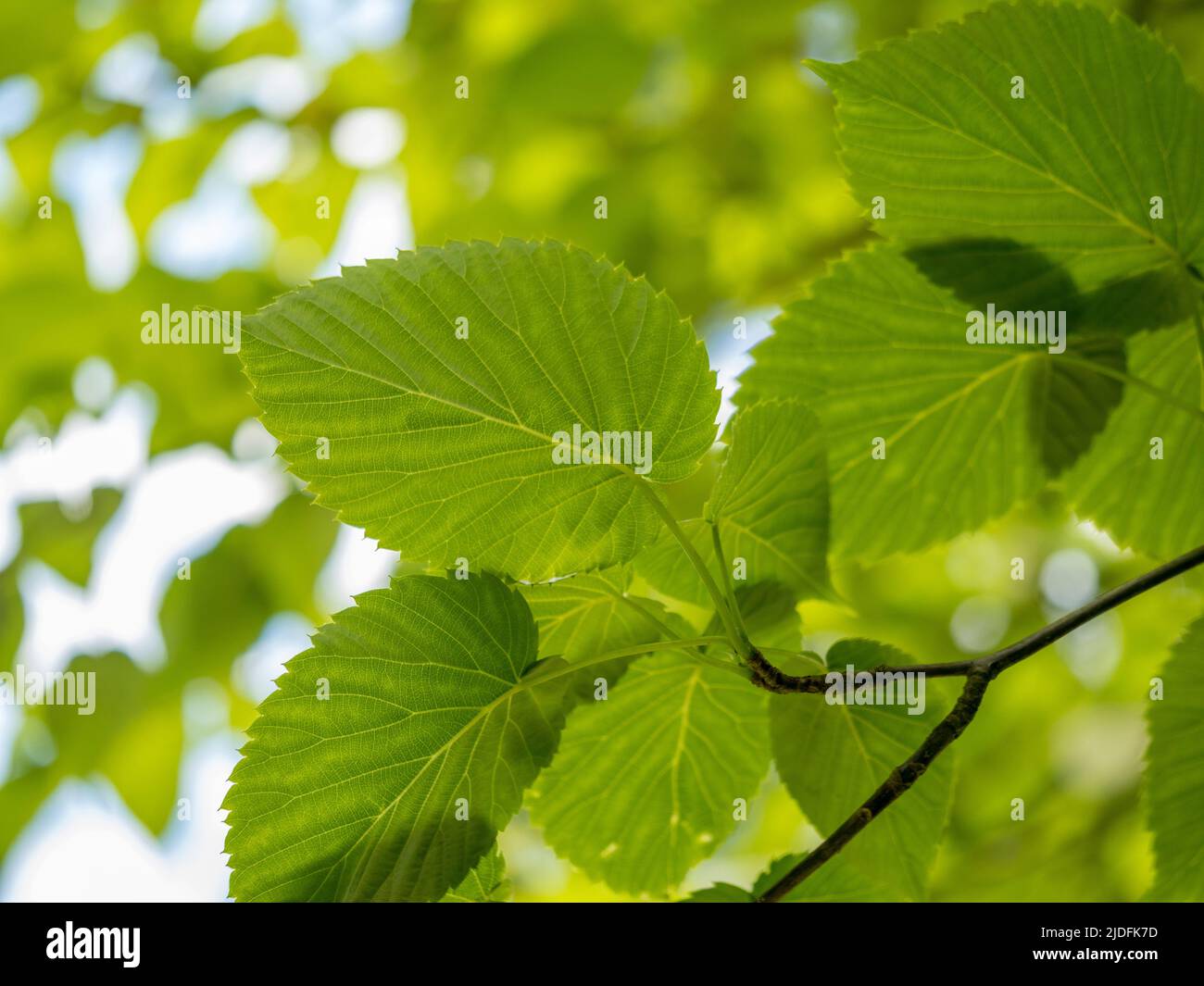 Closeup of leaves from Davidia involucrata also known as the handkerchief tree. Stock Photo