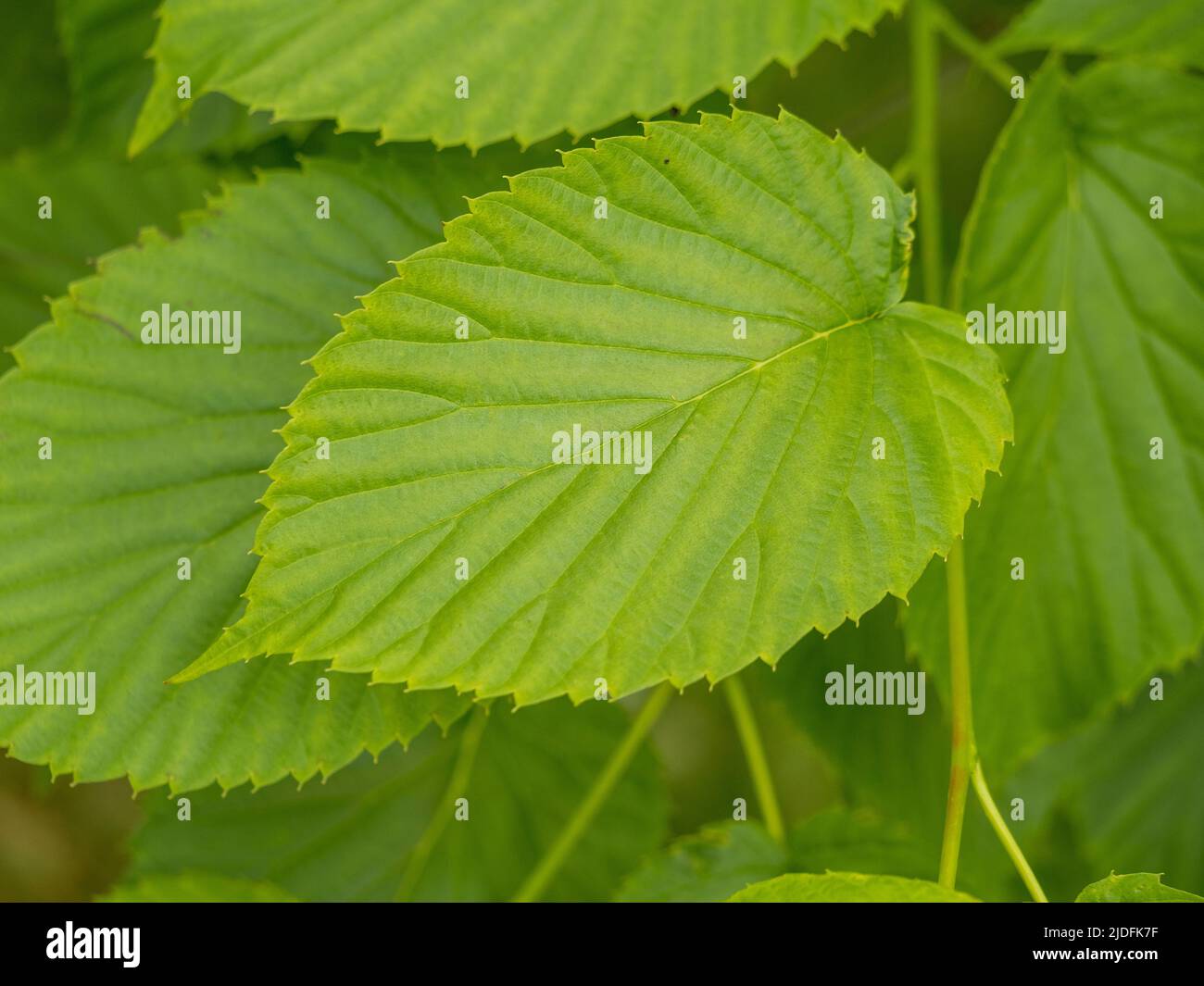 Closeup of leaves from Davidia involucrata also known as the handkerchief tree. Stock Photo