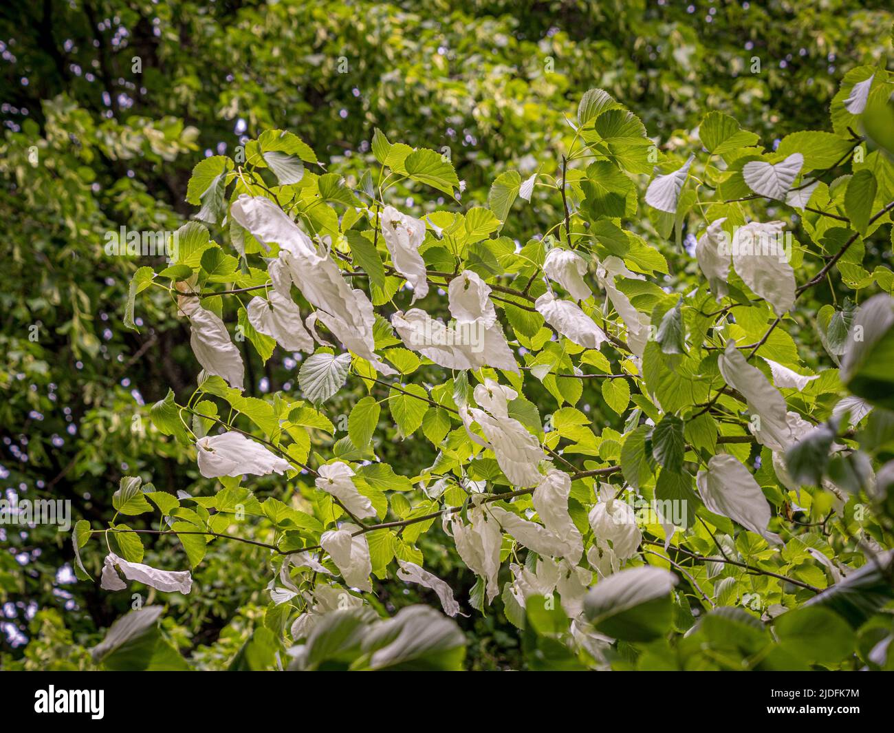 White leaf-like bracts of Davidia involucrata also known as the handkerchief tree. Stock Photo