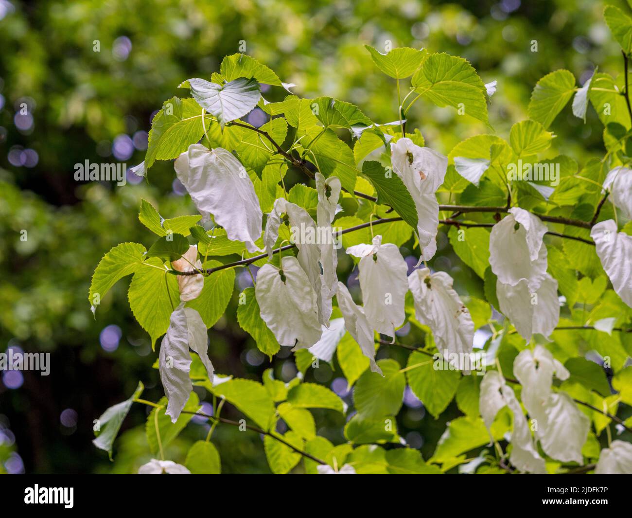 White leaf-like bracts of Davidia involucrata also known as the handkerchief tree. Stock Photo