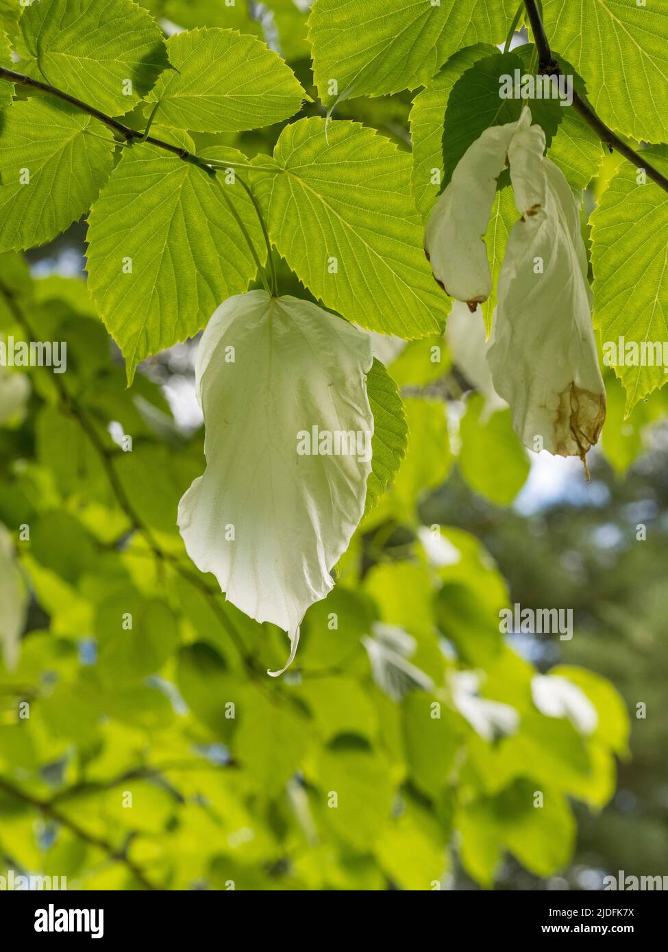 White leaf-like bracts of Davidia involucrata also known as the handkerchief tree. Stock Photo