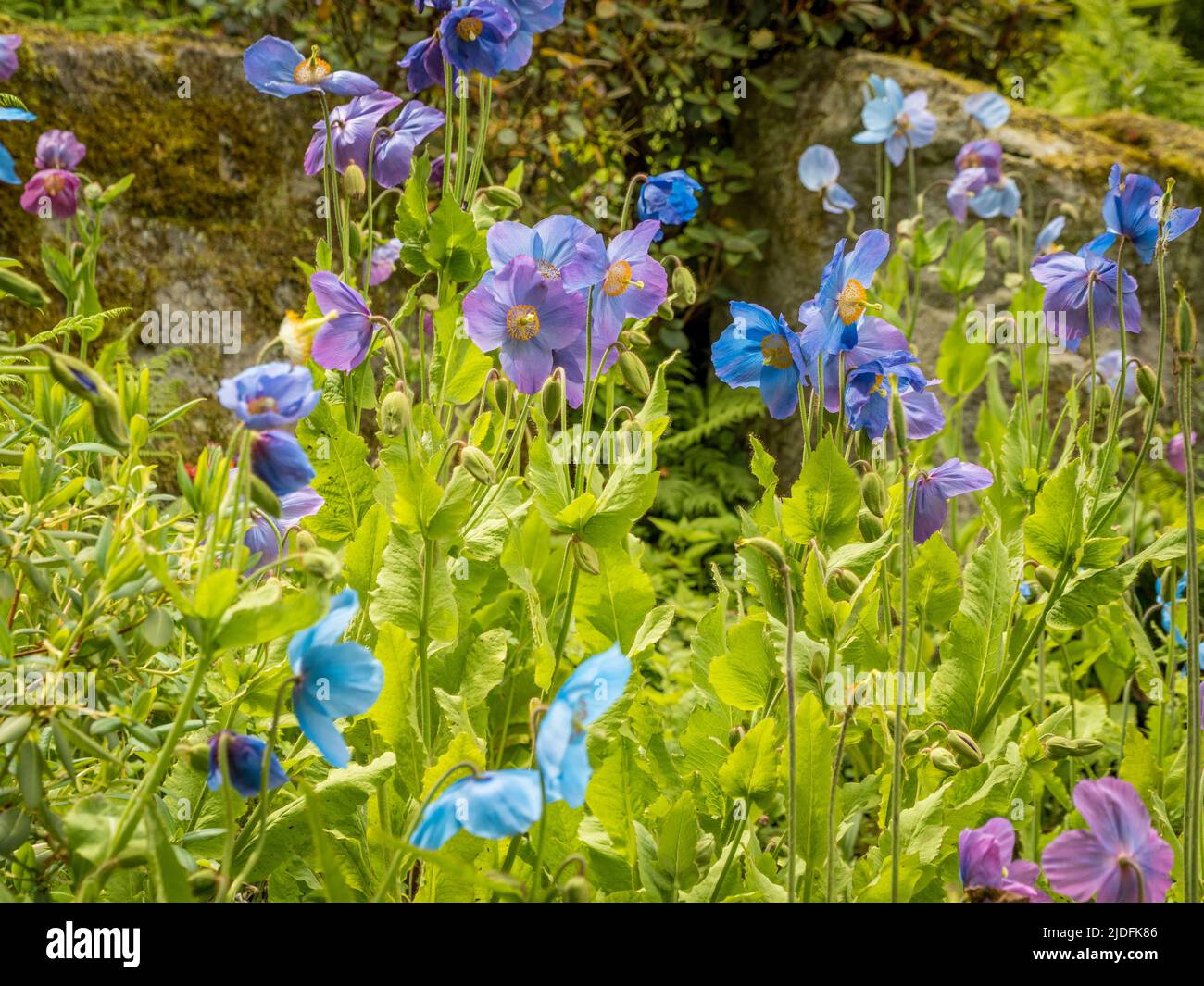 Meconopsis betonicifolia commonly know as Himalayan blue poppies growing in a UK garden. Stock Photo