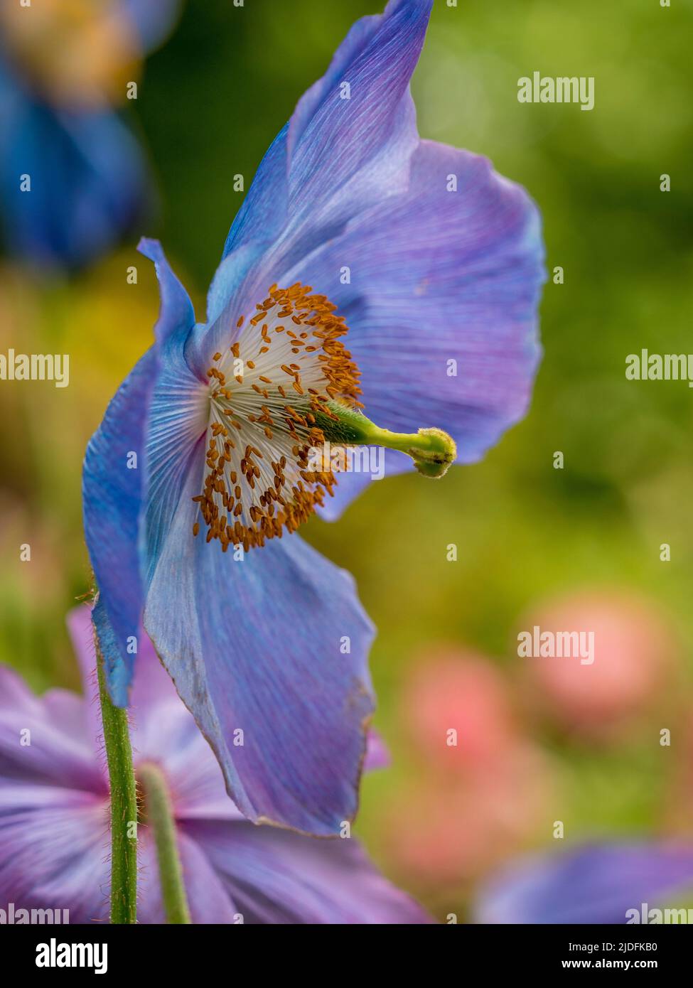 Closeup of a single Meconopsis betonicifolia commonly know as Himalayan blue poppies growing in a UK garden. Stock Photo