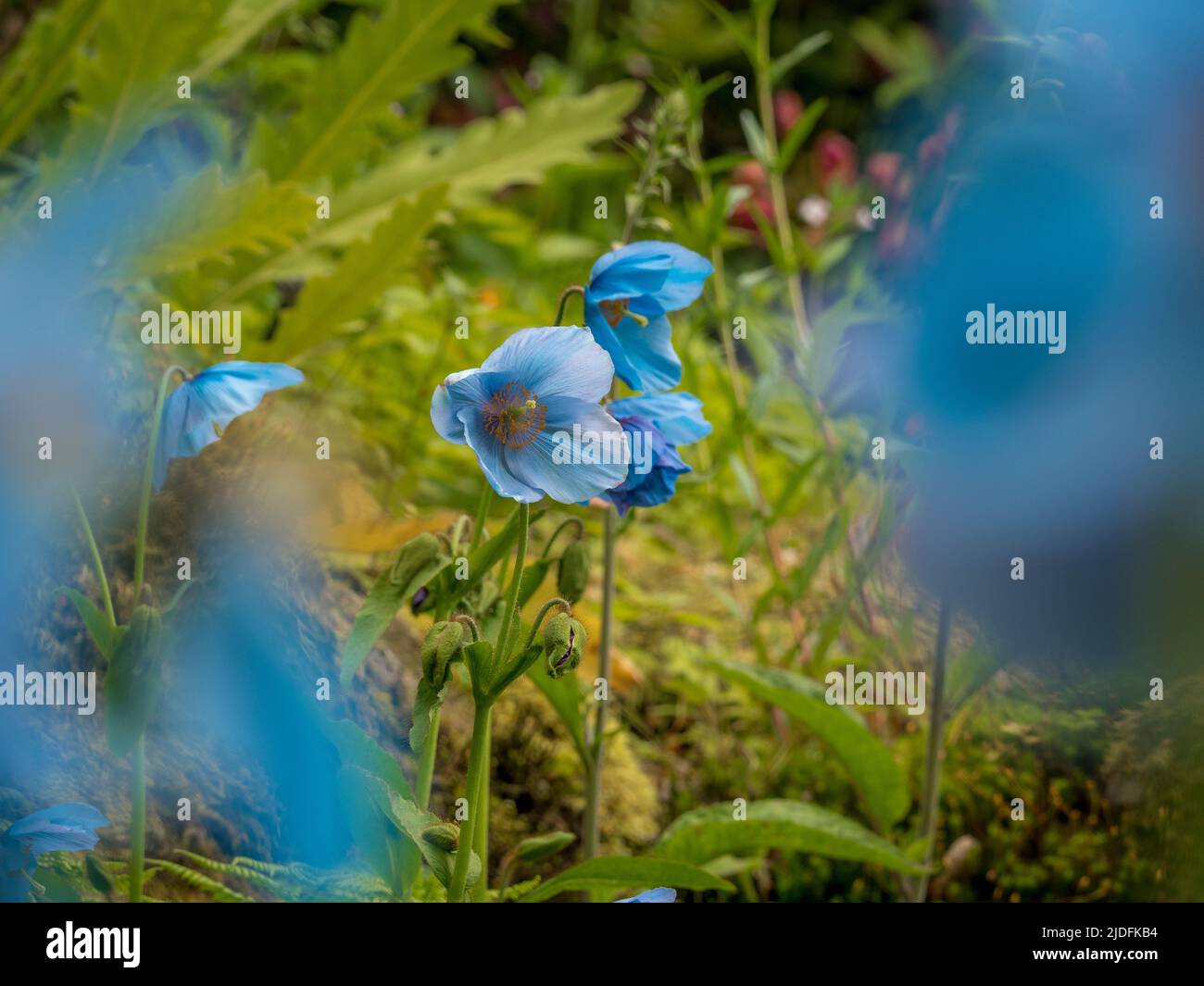 Meconopsis betonicifolia commonly know as Himalayan blue poppies growing in a UK garden. Stock Photo