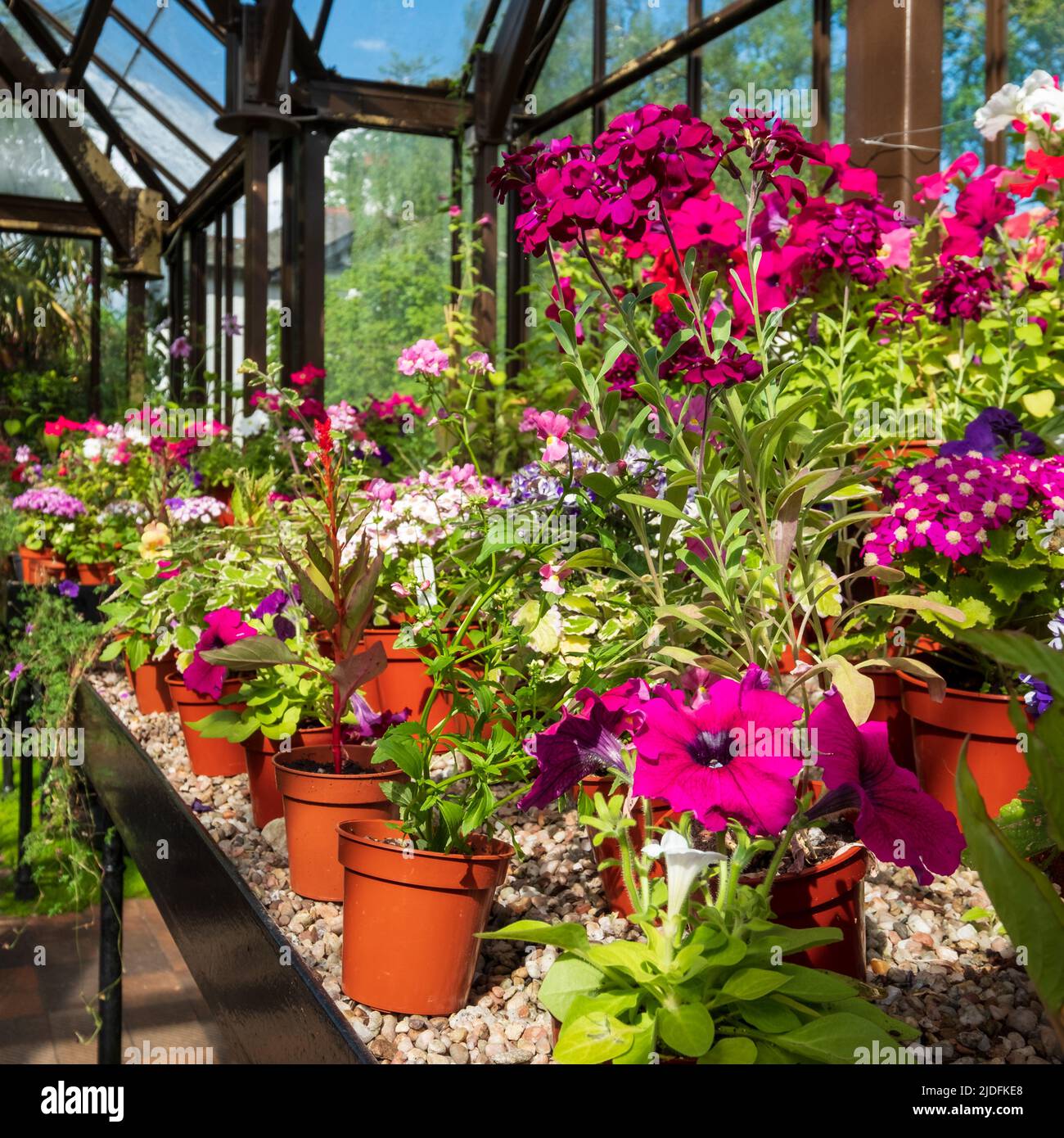 Fowering plants including petunias, phlox and pericallis cruenta, in the Palm House and Main Range of glasshouses in the Glasgow Botanic Garden, UK. Stock Photo