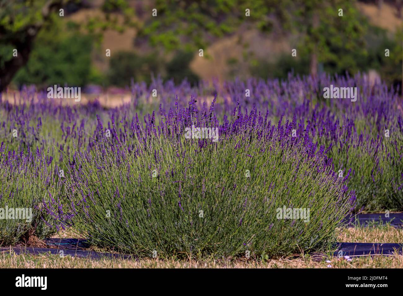 Lavender field in bloom ready for harvest on a farm in Vacaville Northern California, near San Francisco Stock Photo