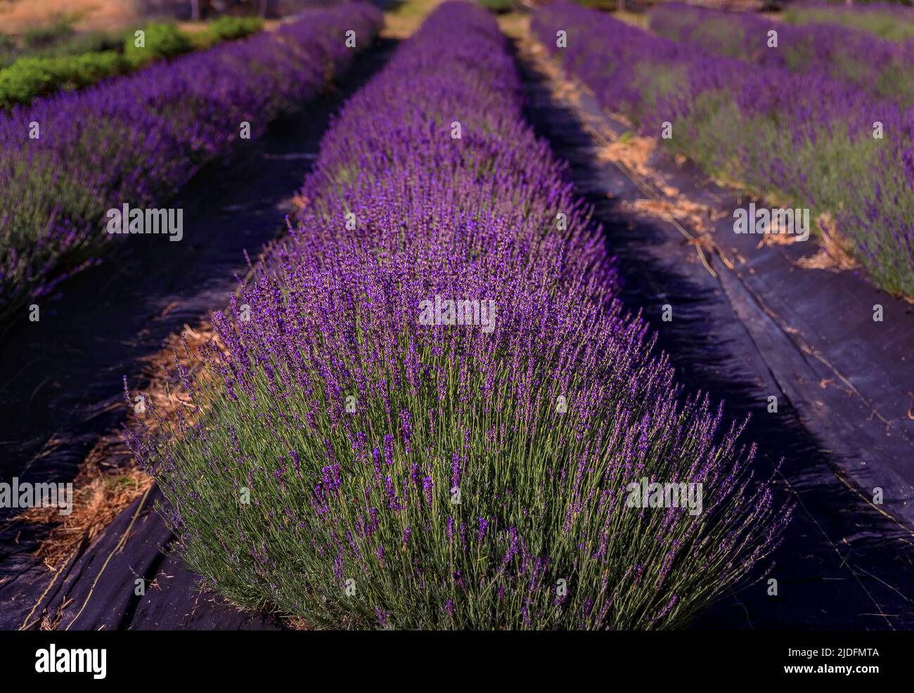 Lavender field in bloom ready for harvest on a farm in Vacaville