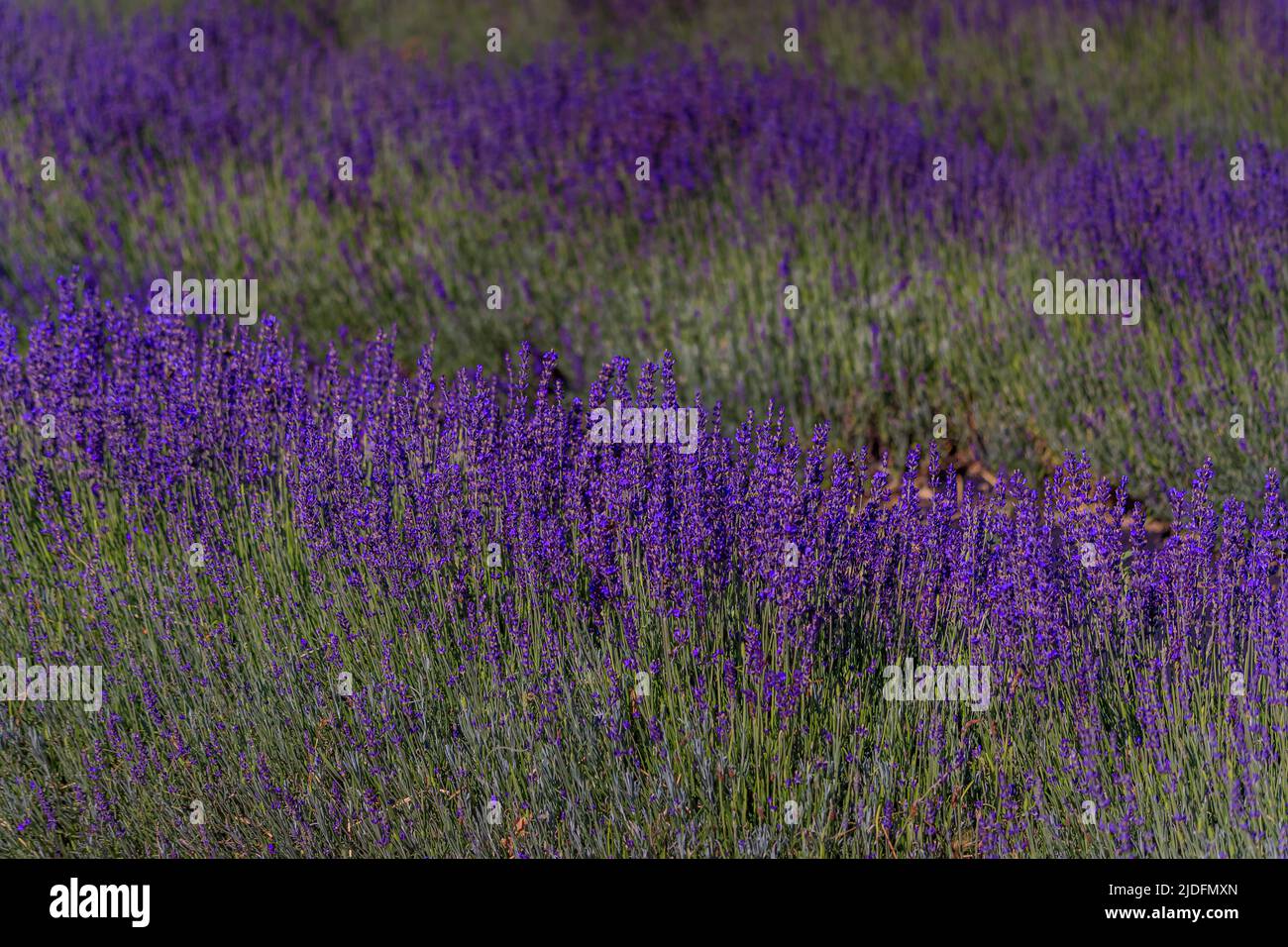 Lavender field in bloom ready for harvest on a farm in Vacaville Northern California, near San Francisco Stock Photo