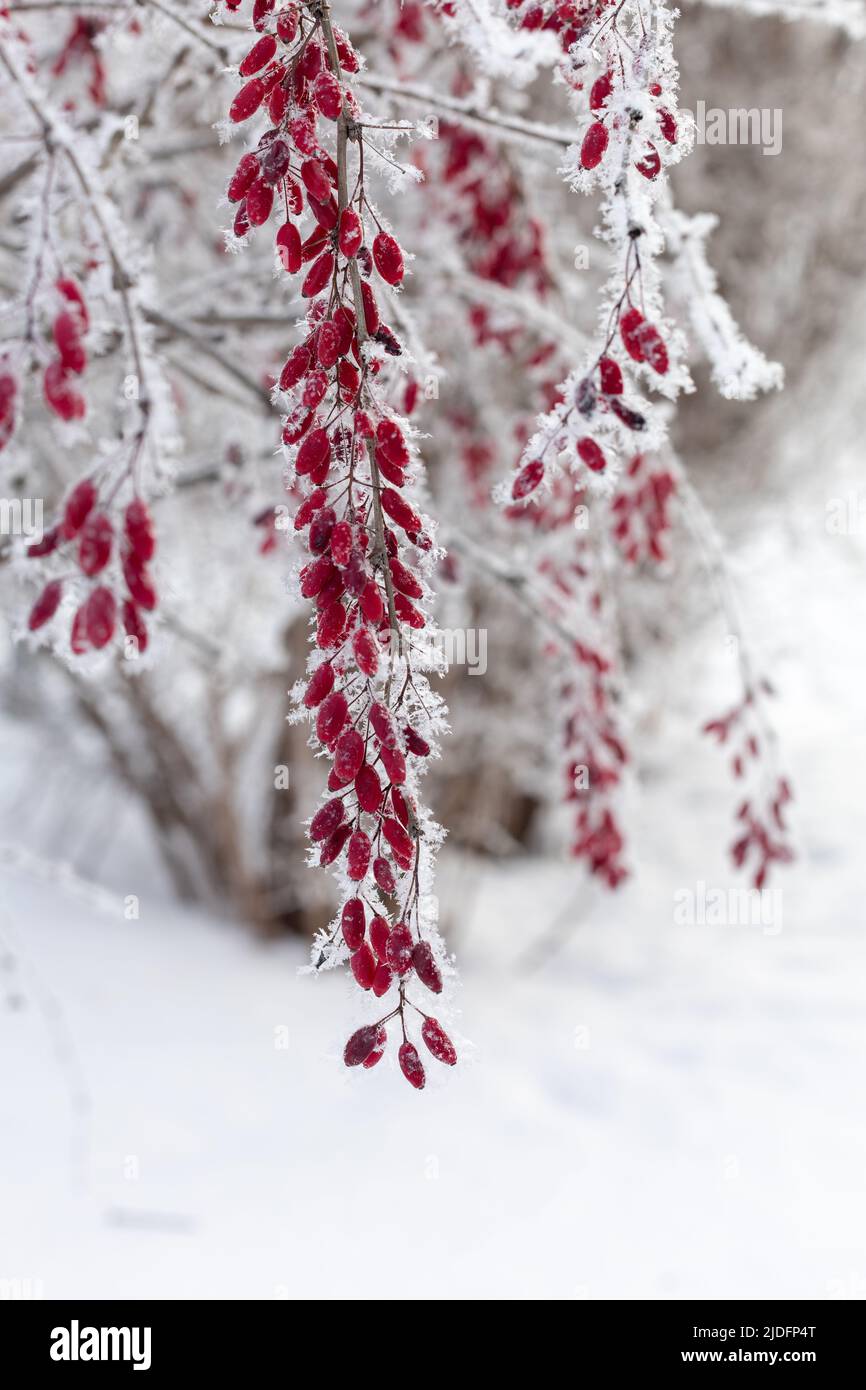 Close-up of branches with berberis covered with snow with blurry tree twigs and snow in background in daytime. Gathering healthy berries in winter Stock Photo