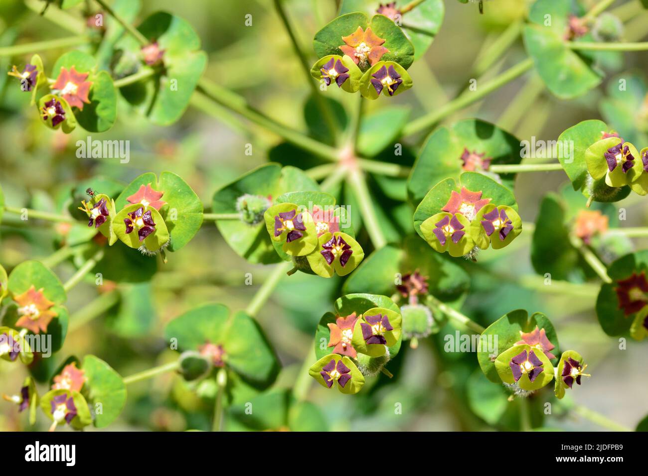 Detalle de una planta de euphorbia characias en primavera Stock Photo