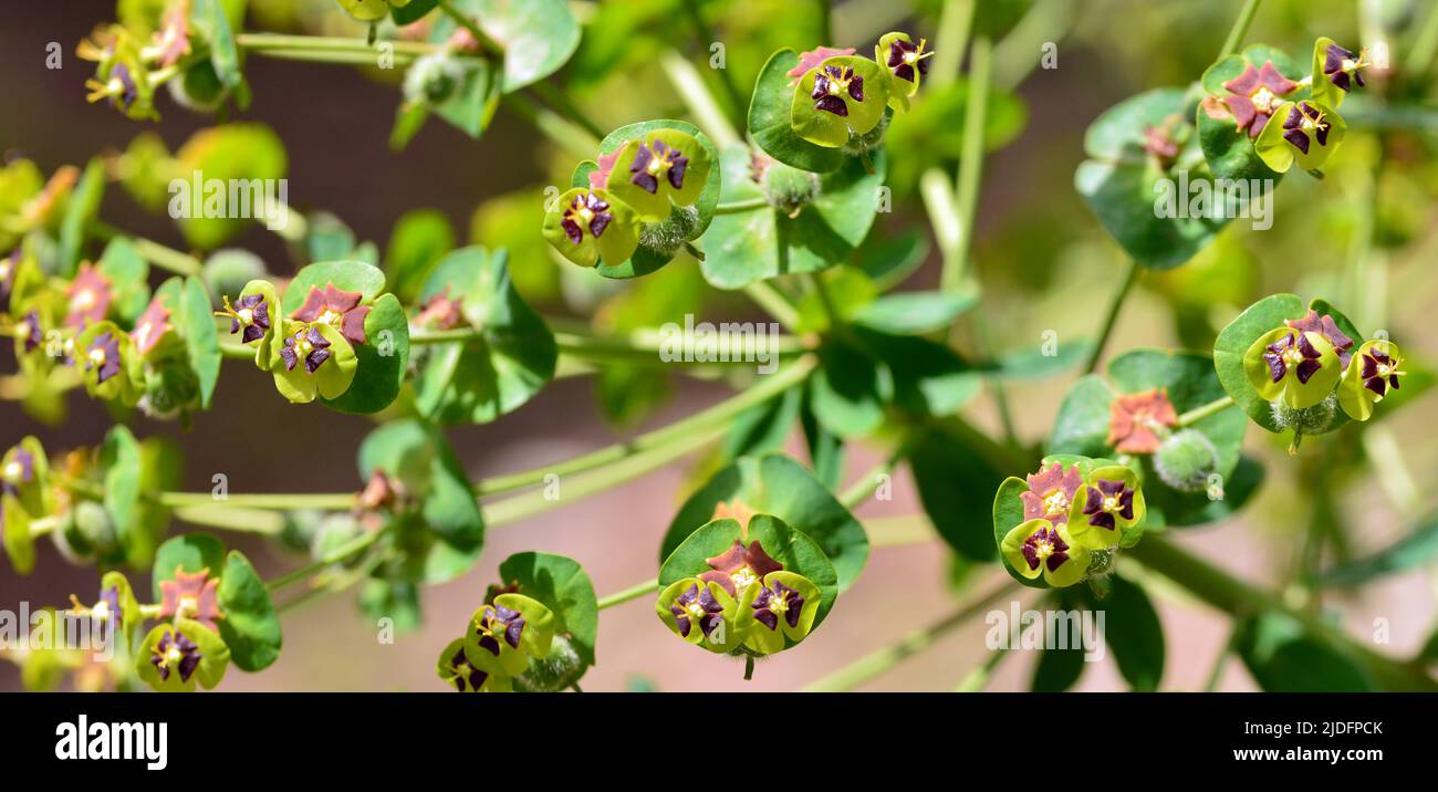 Detalle de una planta de euphorbia characias en primavera Stock Photo