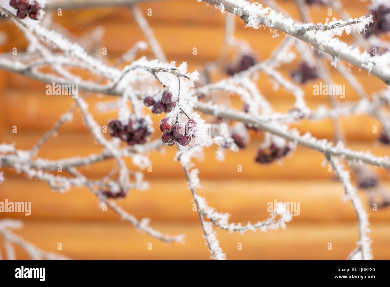 Closeup of rowan with black fruits growing on tree covered with snow with wooden house in background in daytime. Gathering healthy forest berries in Stock Photo