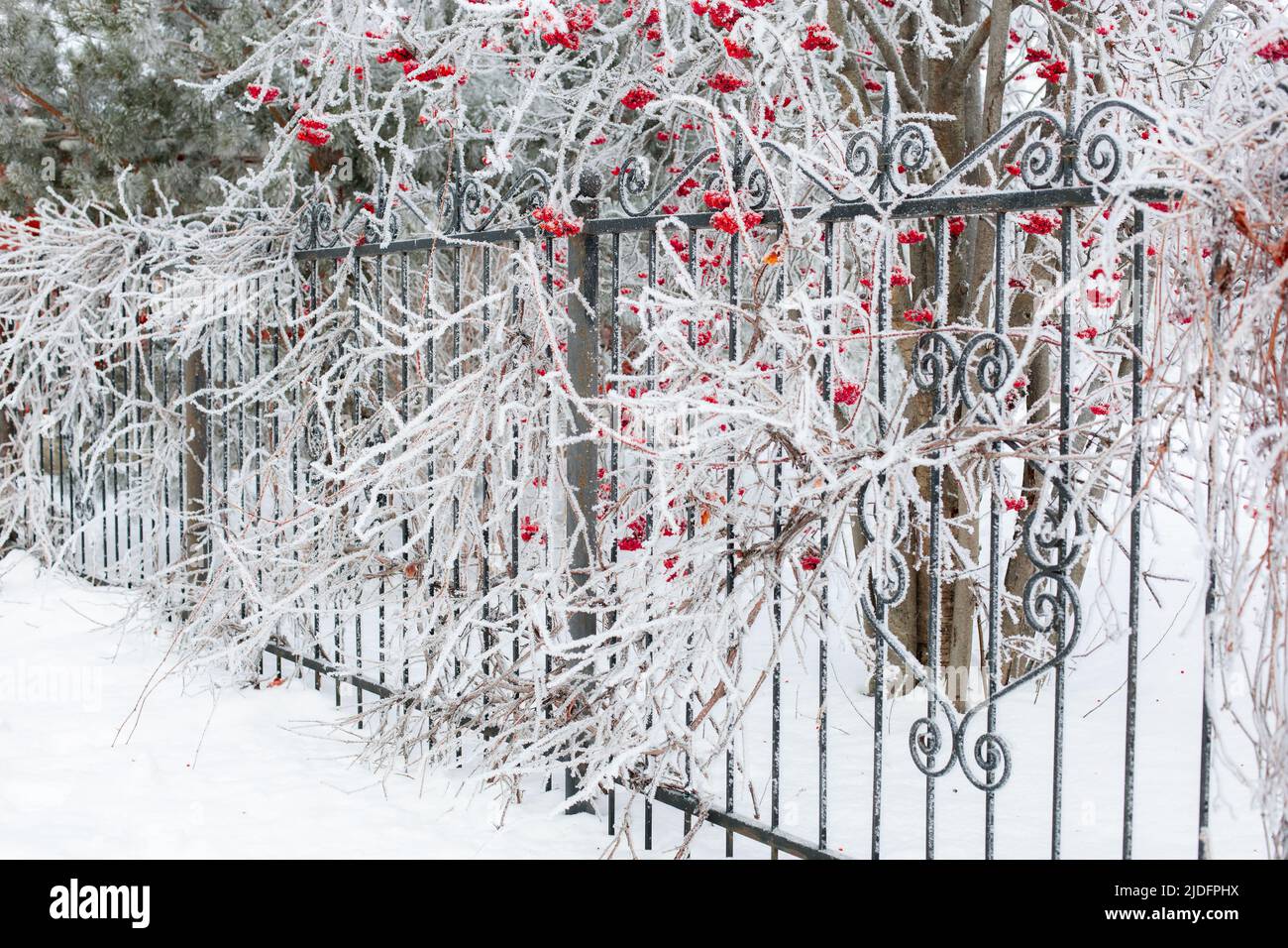 Tall rowan tree growing near black iron ornamented fence with branches covered with slight layer of snow in daytime. Gathering healthy berries in Stock Photo
