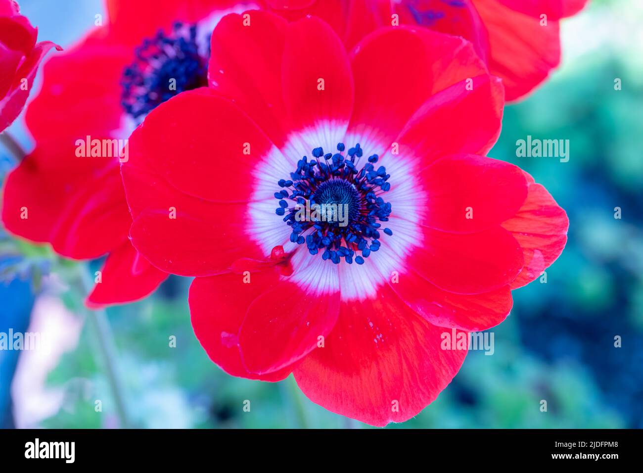 Anemone coronaria, the poppy anemone, known as Spanish marigold, or