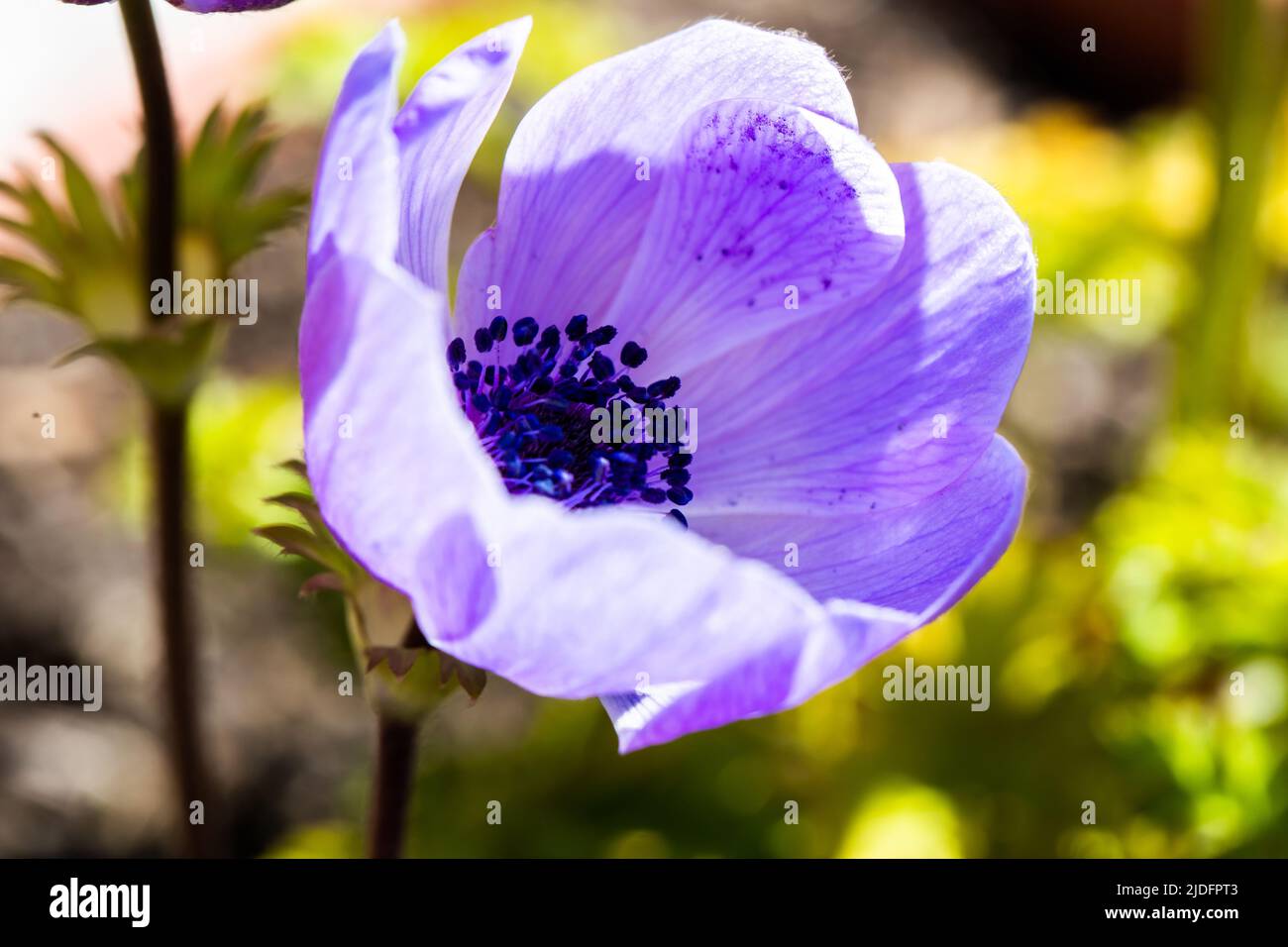 Anemone coronaria, the poppy anemone, known as Spanish marigold, or